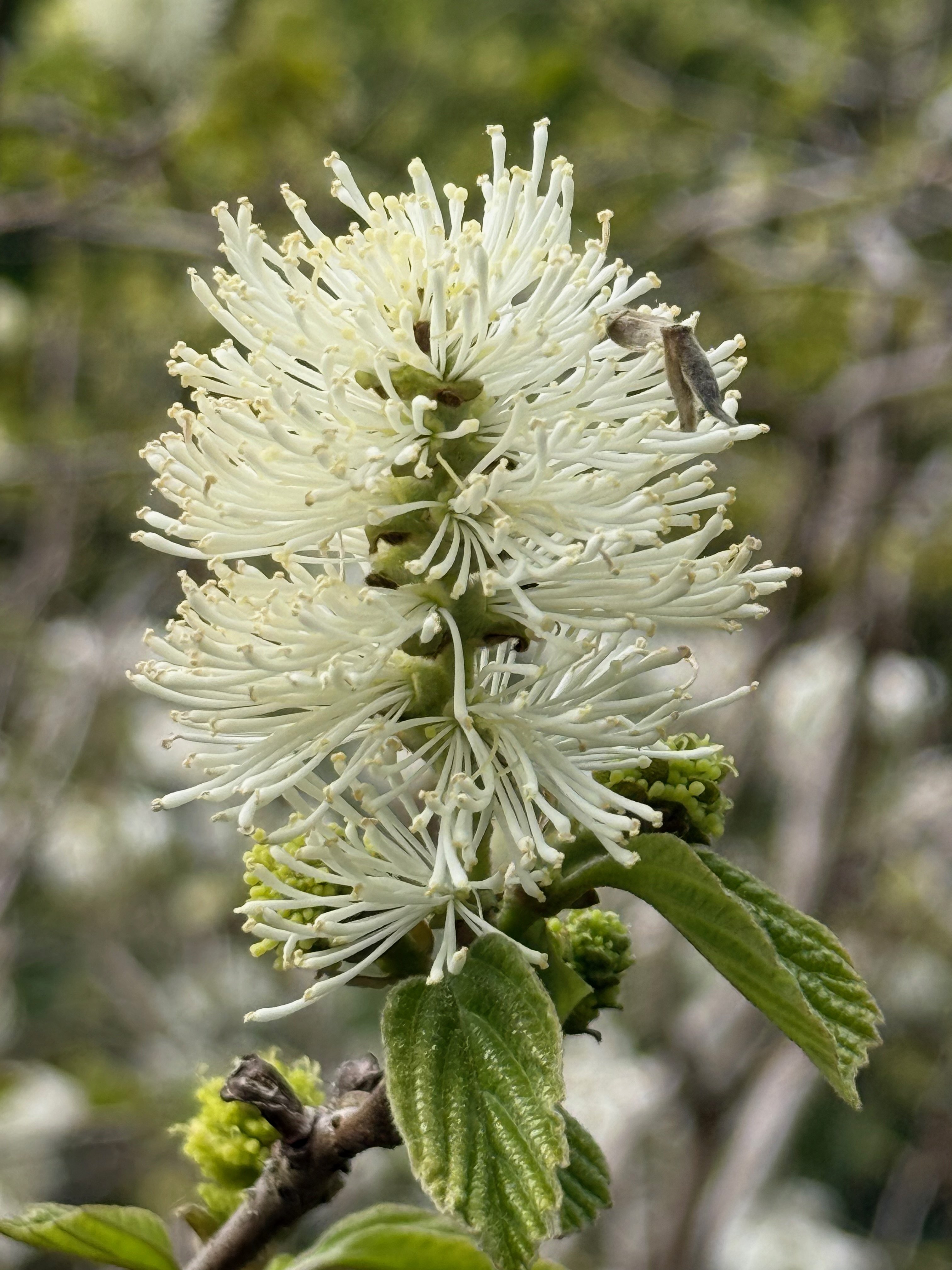 Large Fothergilla