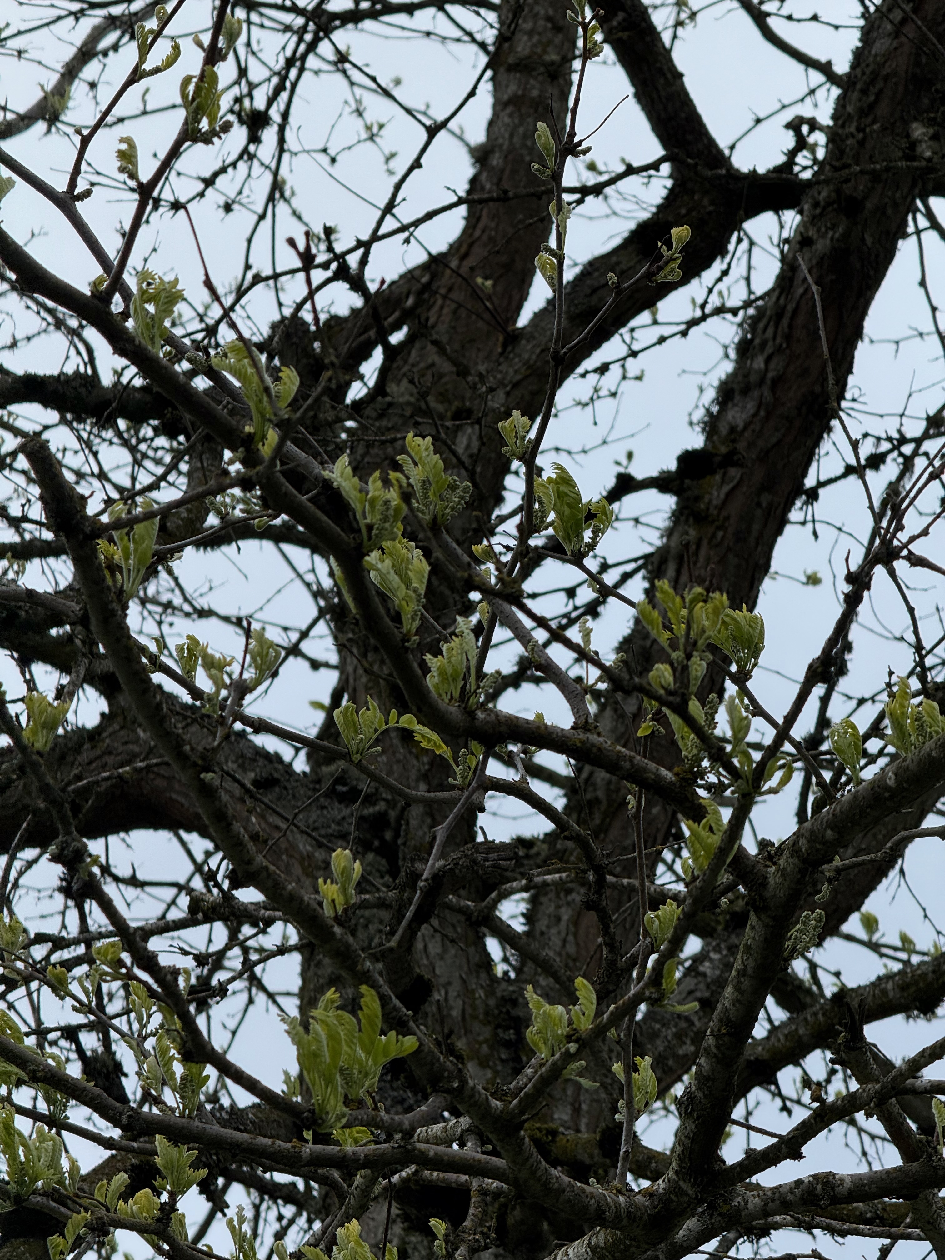 Thornless Honeylocust new growth observed 2026-04-27
