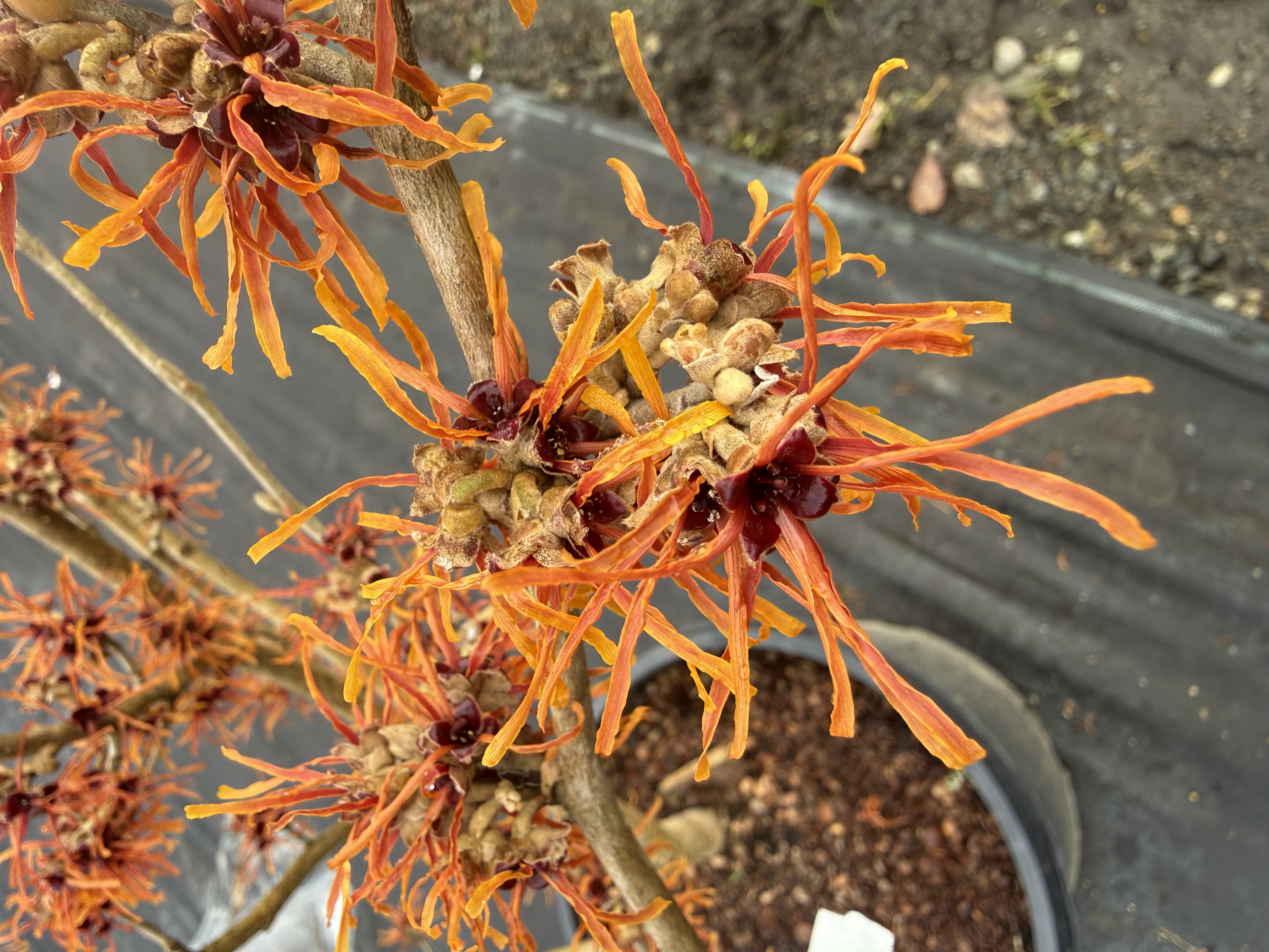 first bloom observed 2026-01-22