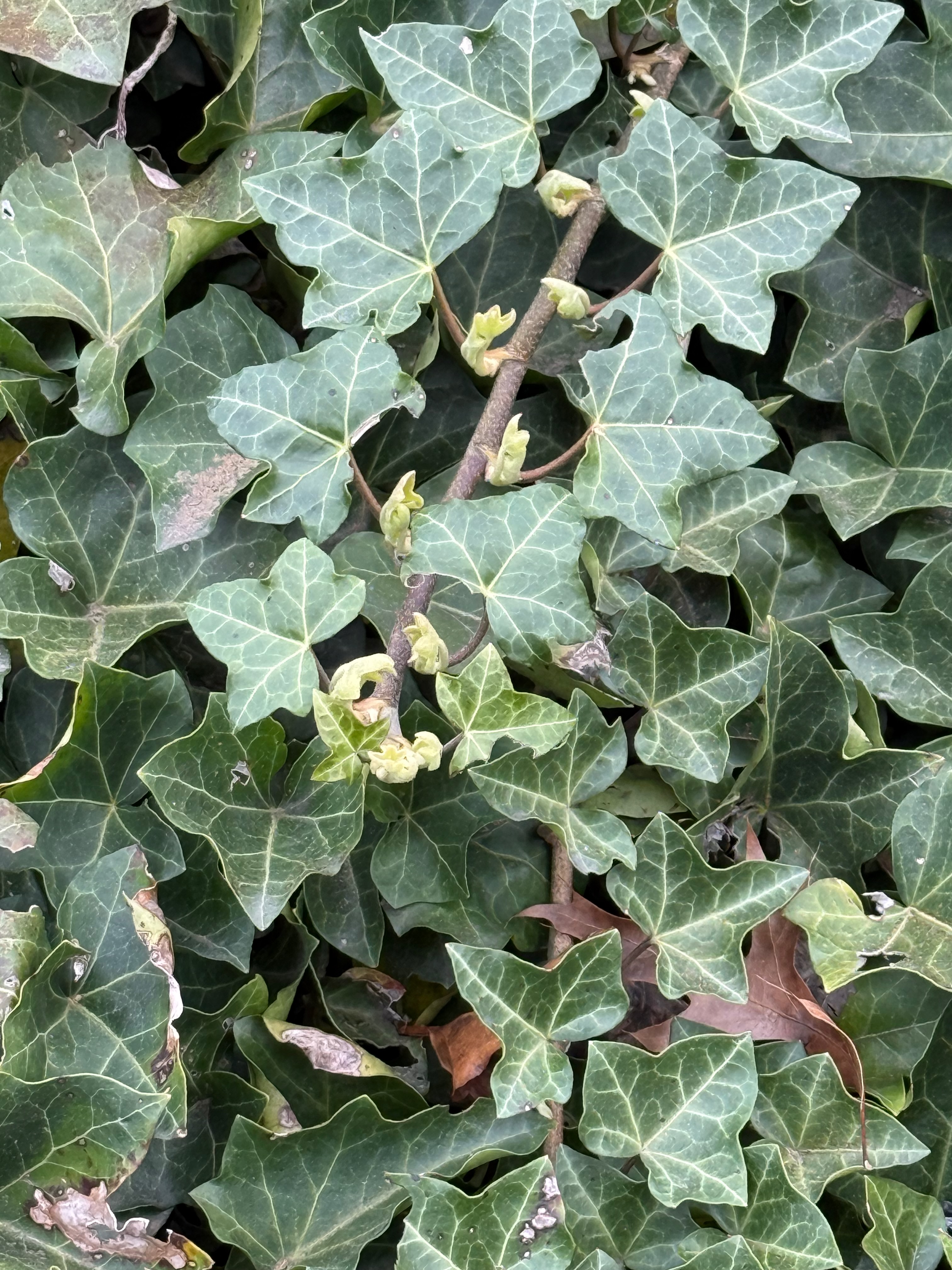 English Ivy new growth observed 2026-04-27
