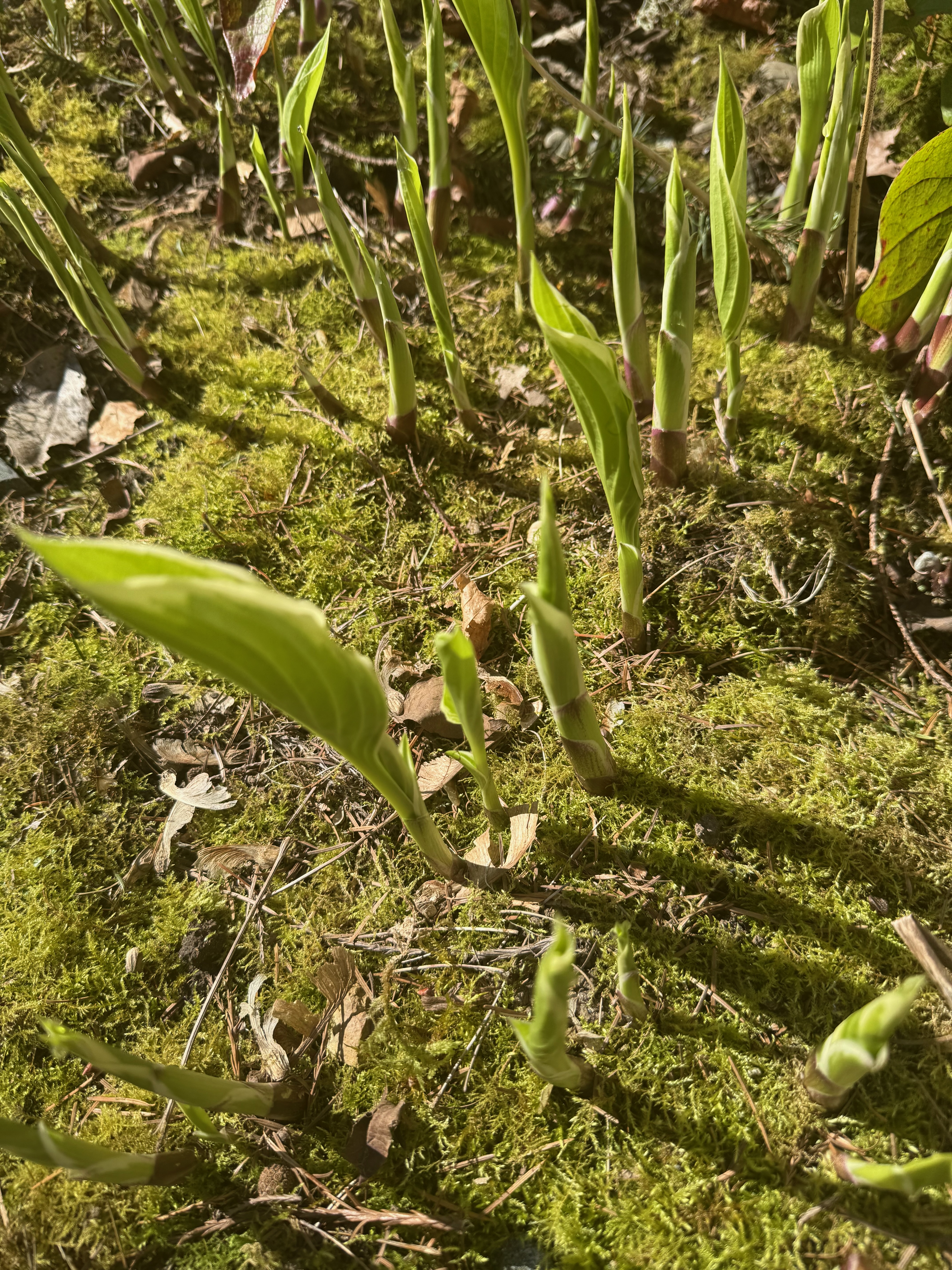 Patriot Hosta leaves emerging observed 2026-04-09