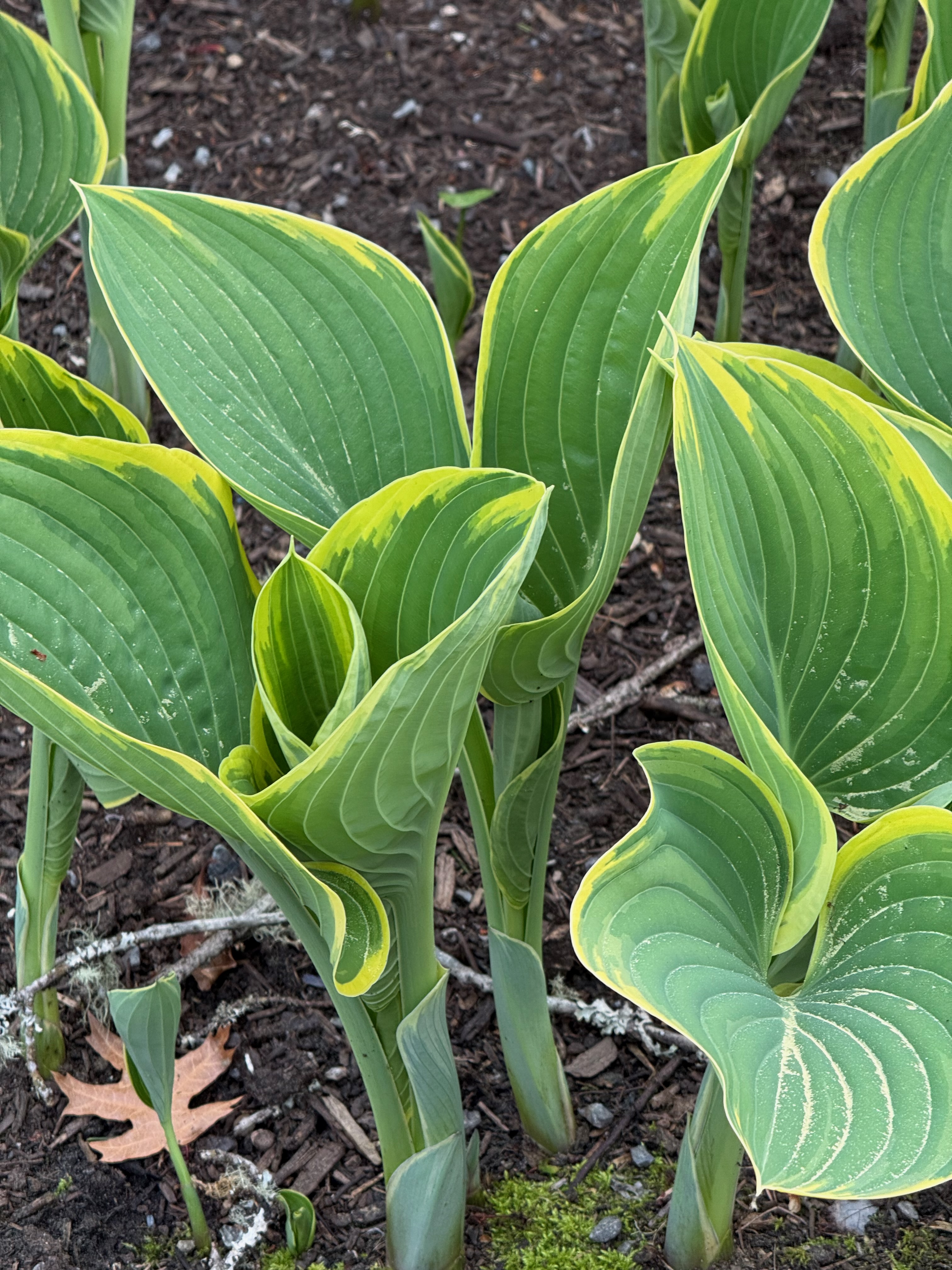 Hosta leaf emergence observed 2026-04-20