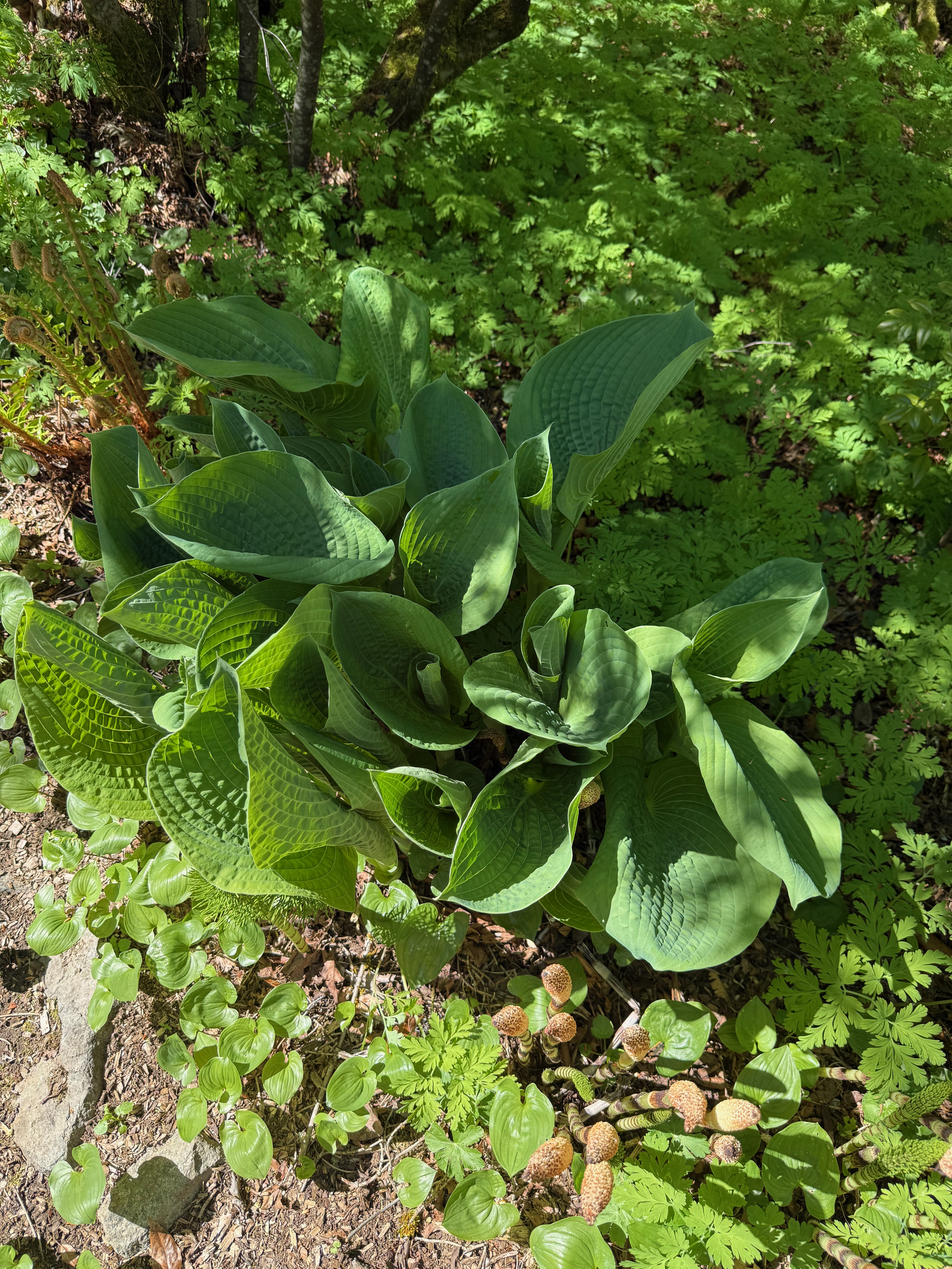 Siebold's Hosta new leaves observed 2026-04-25