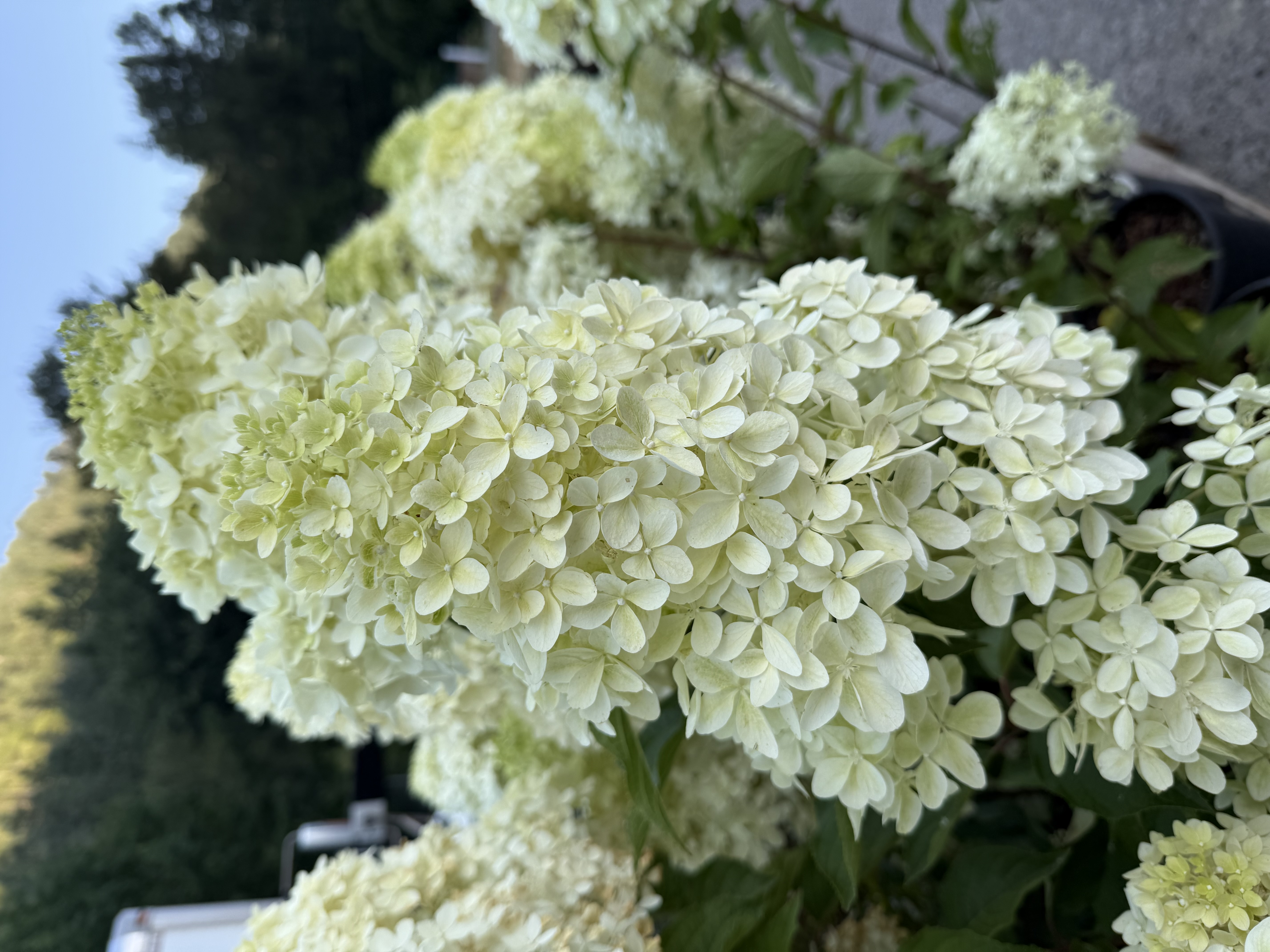 early bloom observed 2025-07-17