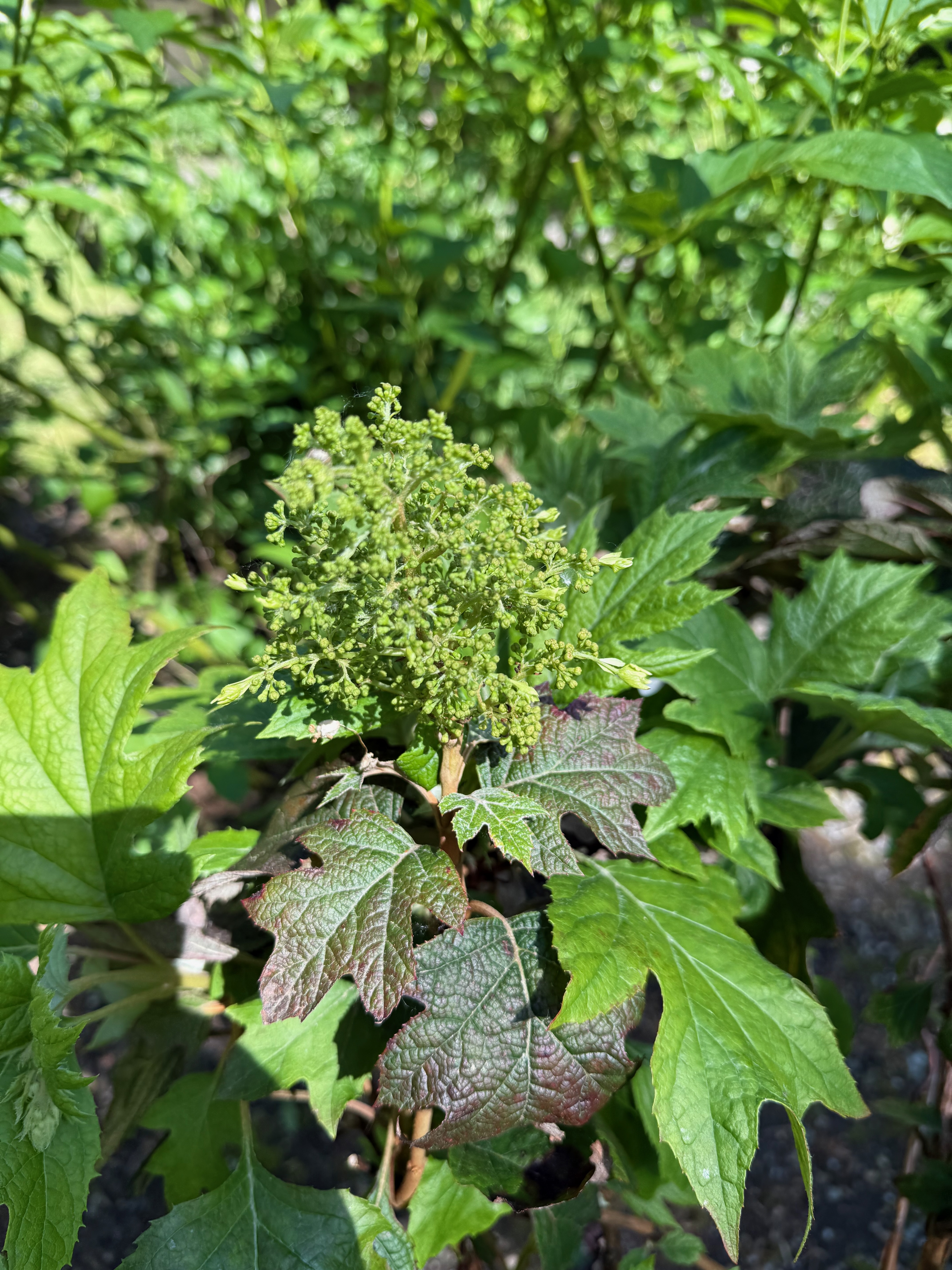 Oakleaf Hydrangea flower bud development observed 2026-05-21
