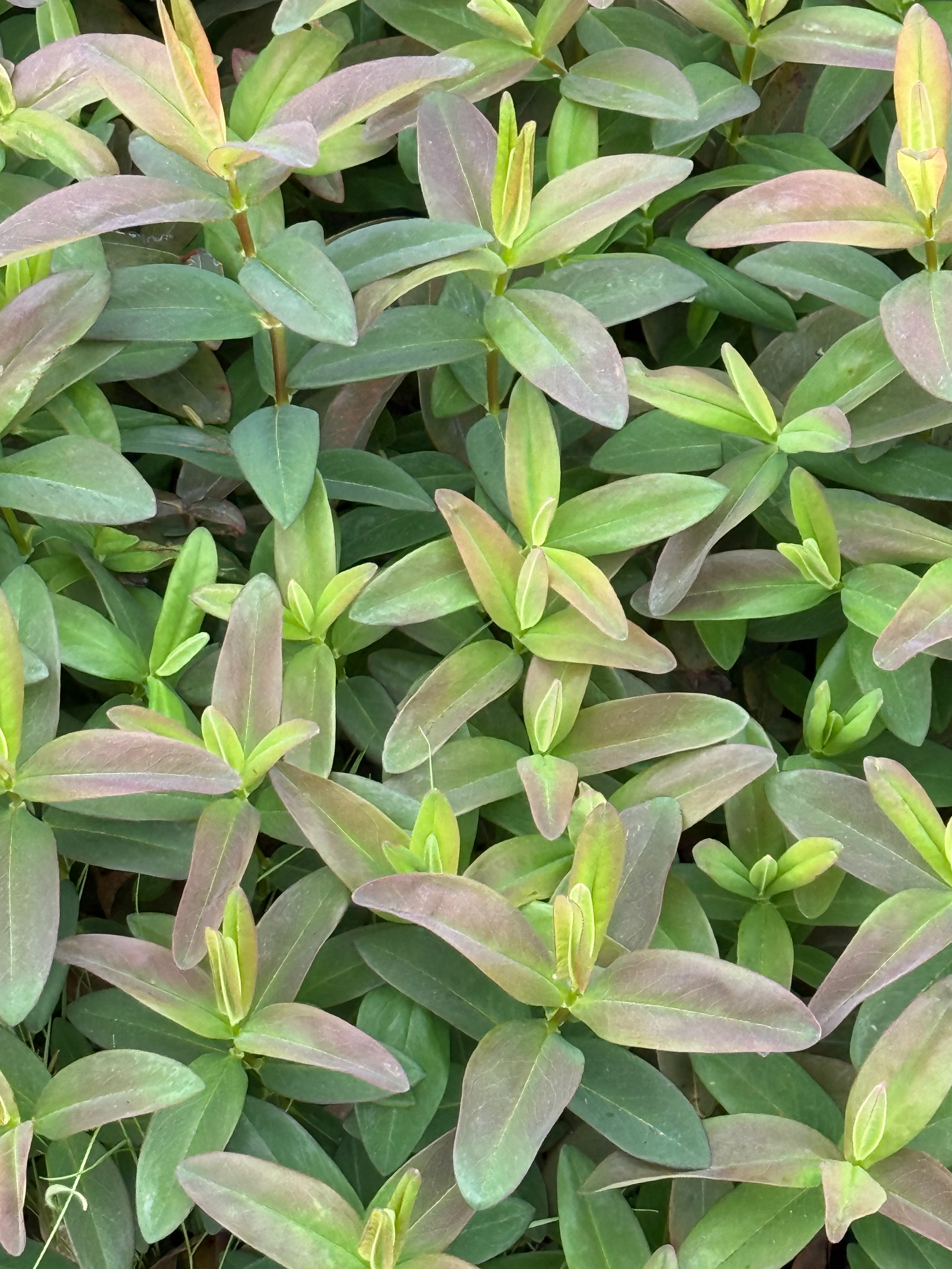 Aaron's Beard new growth observed 2026-04-27