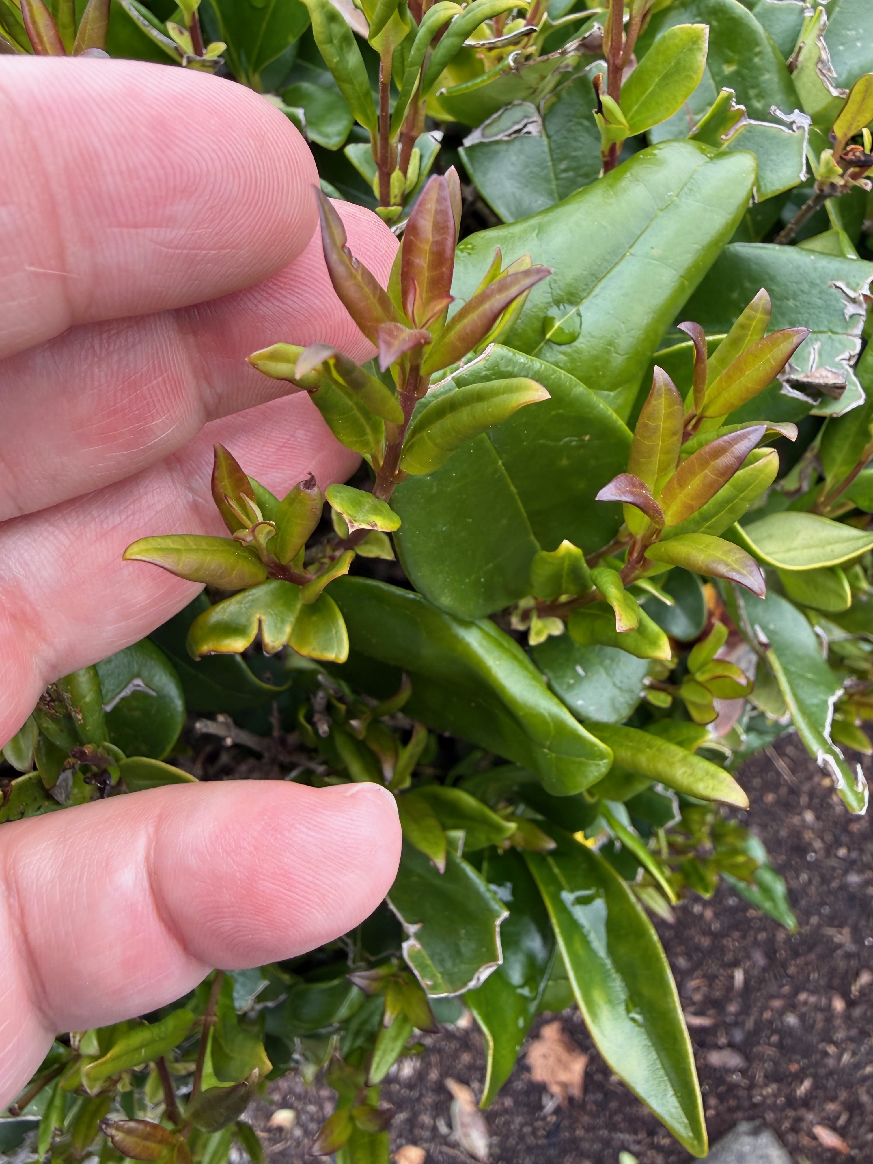 Japanese Privet new growth