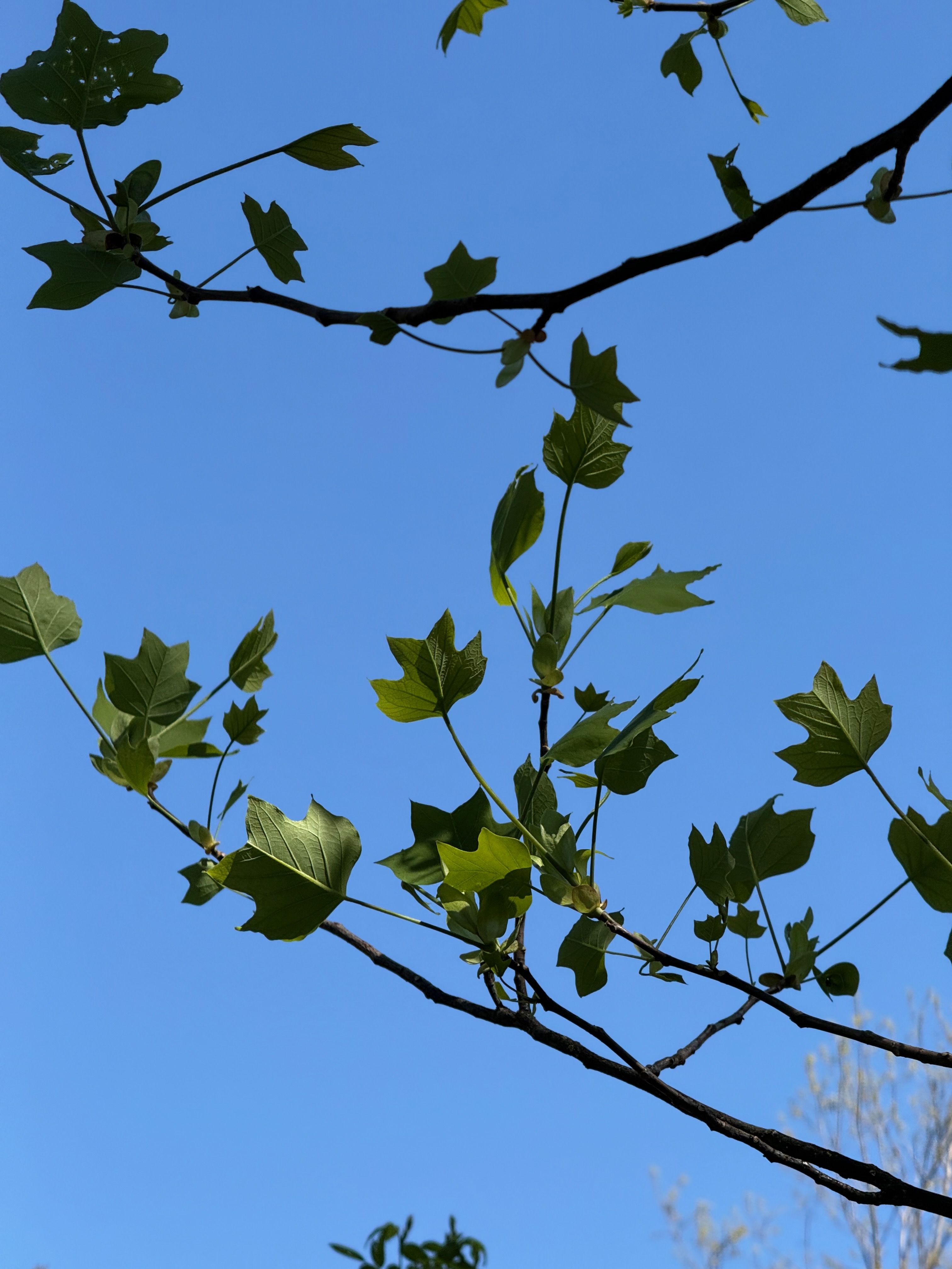Tulip Tree new leaves observed 2026-04-25