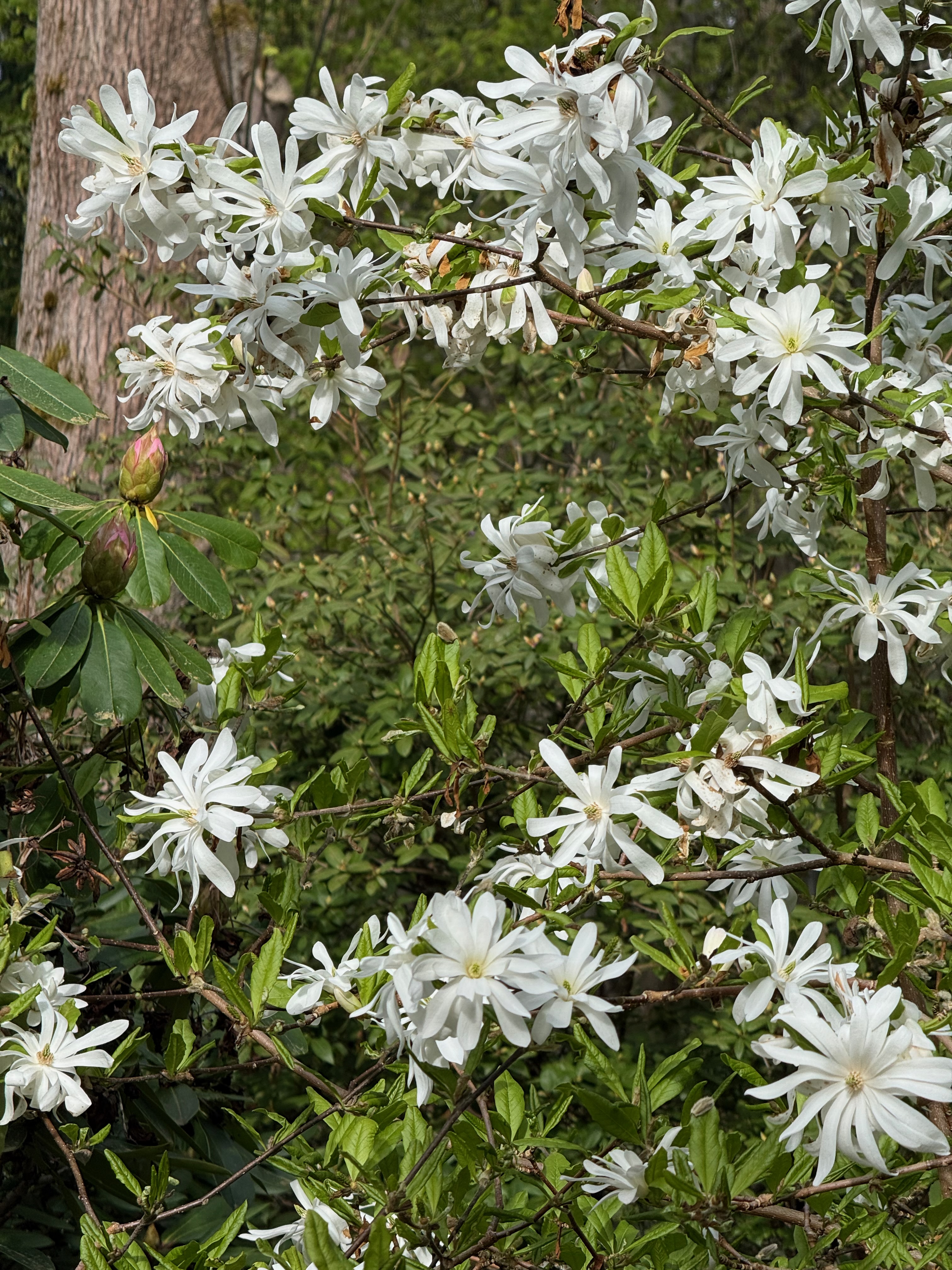 Star Magnolia