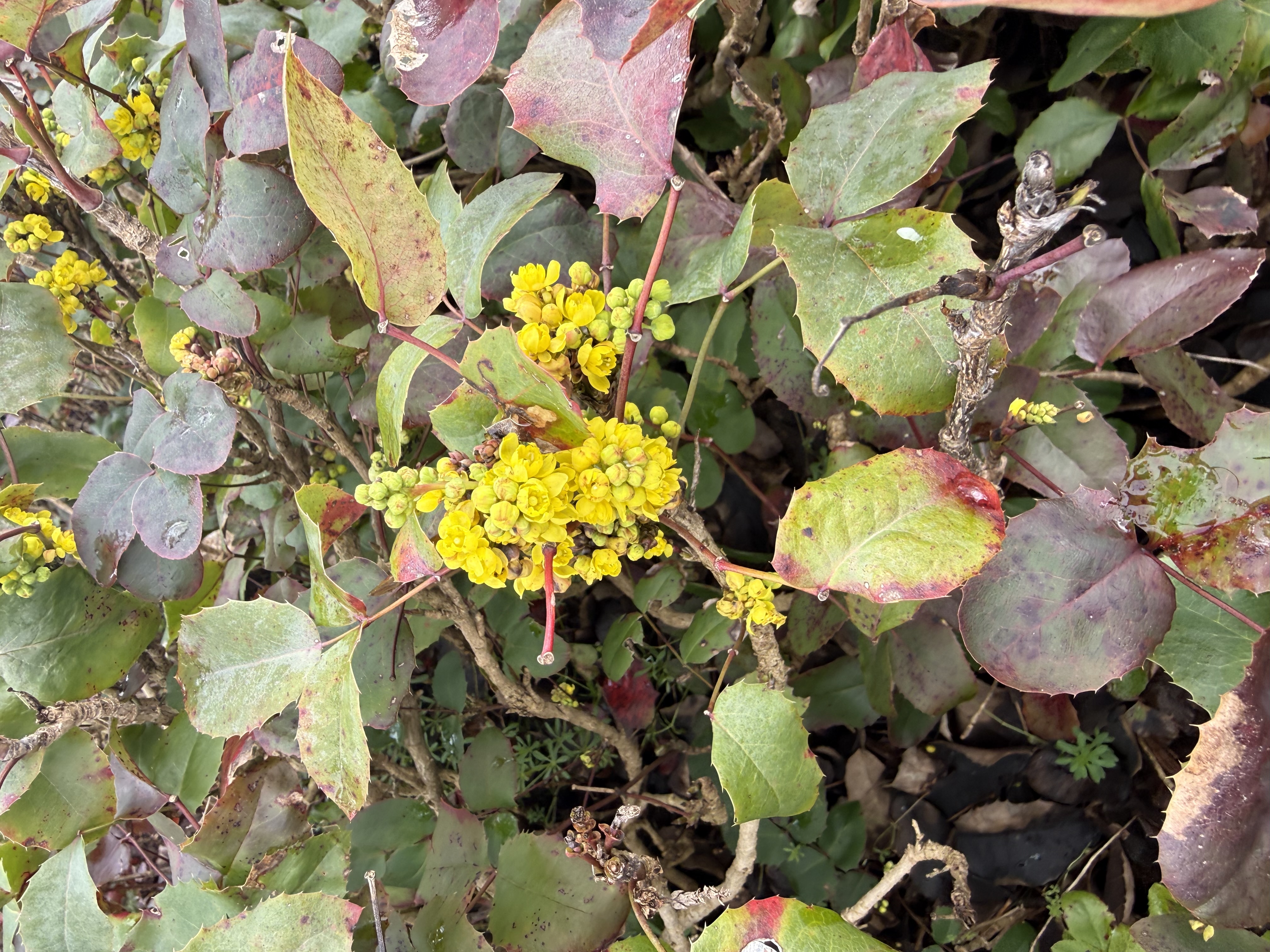 early bloom observed 2026-03-21