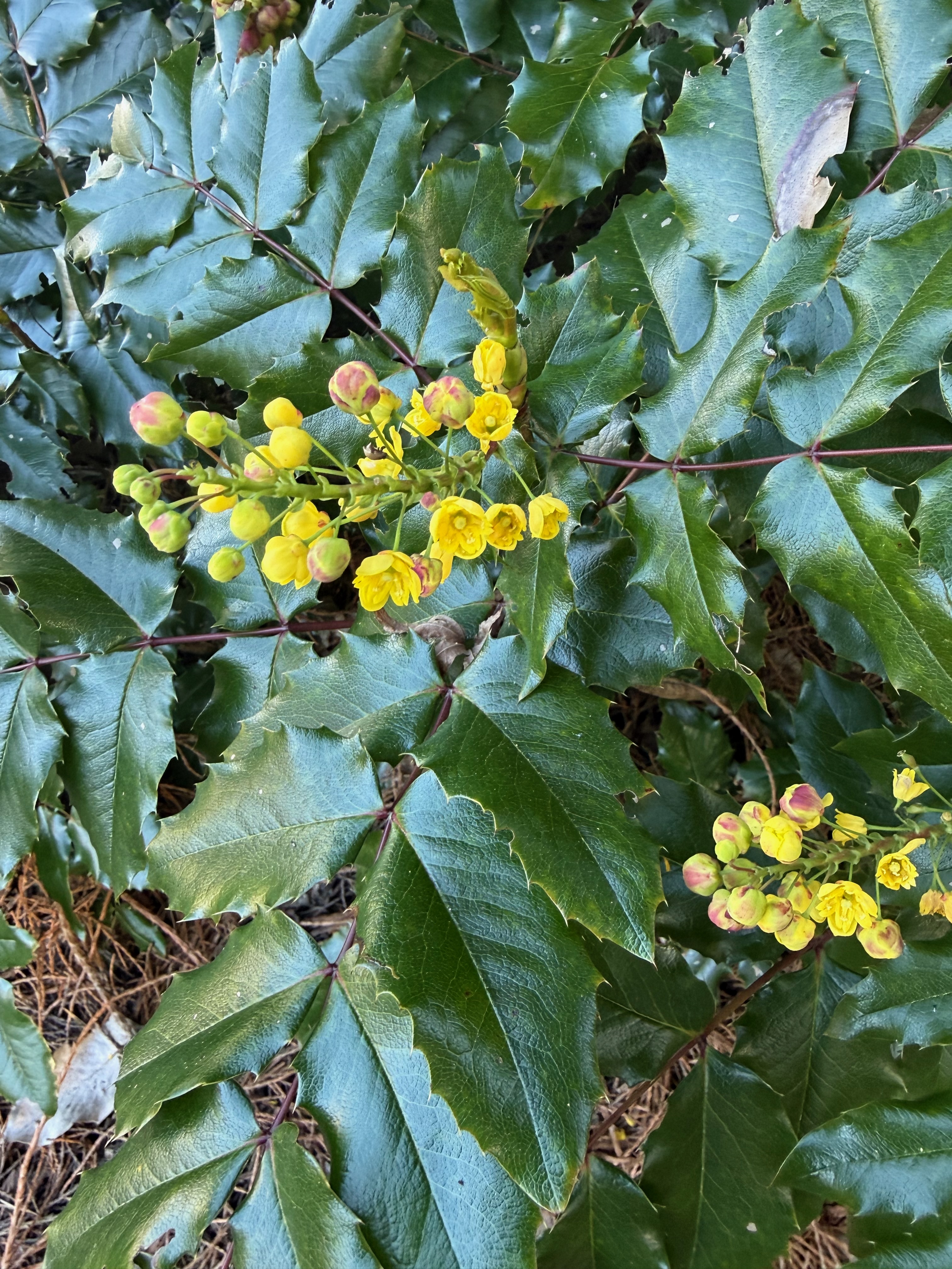 Oregon Grape full bloom observed 2026-04-09