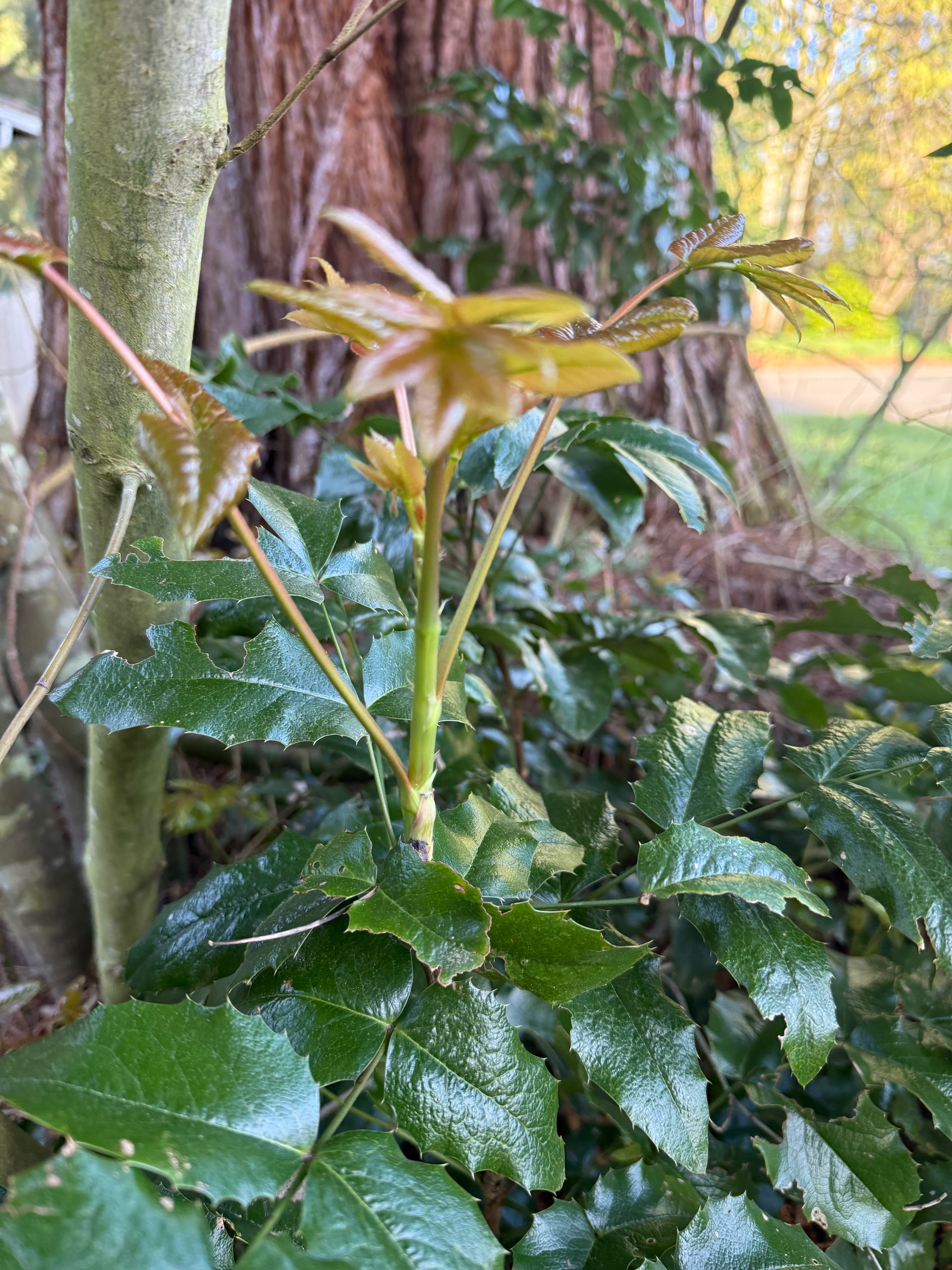Oregon Grape new leaves + shoot elongation observed 2026-04-24