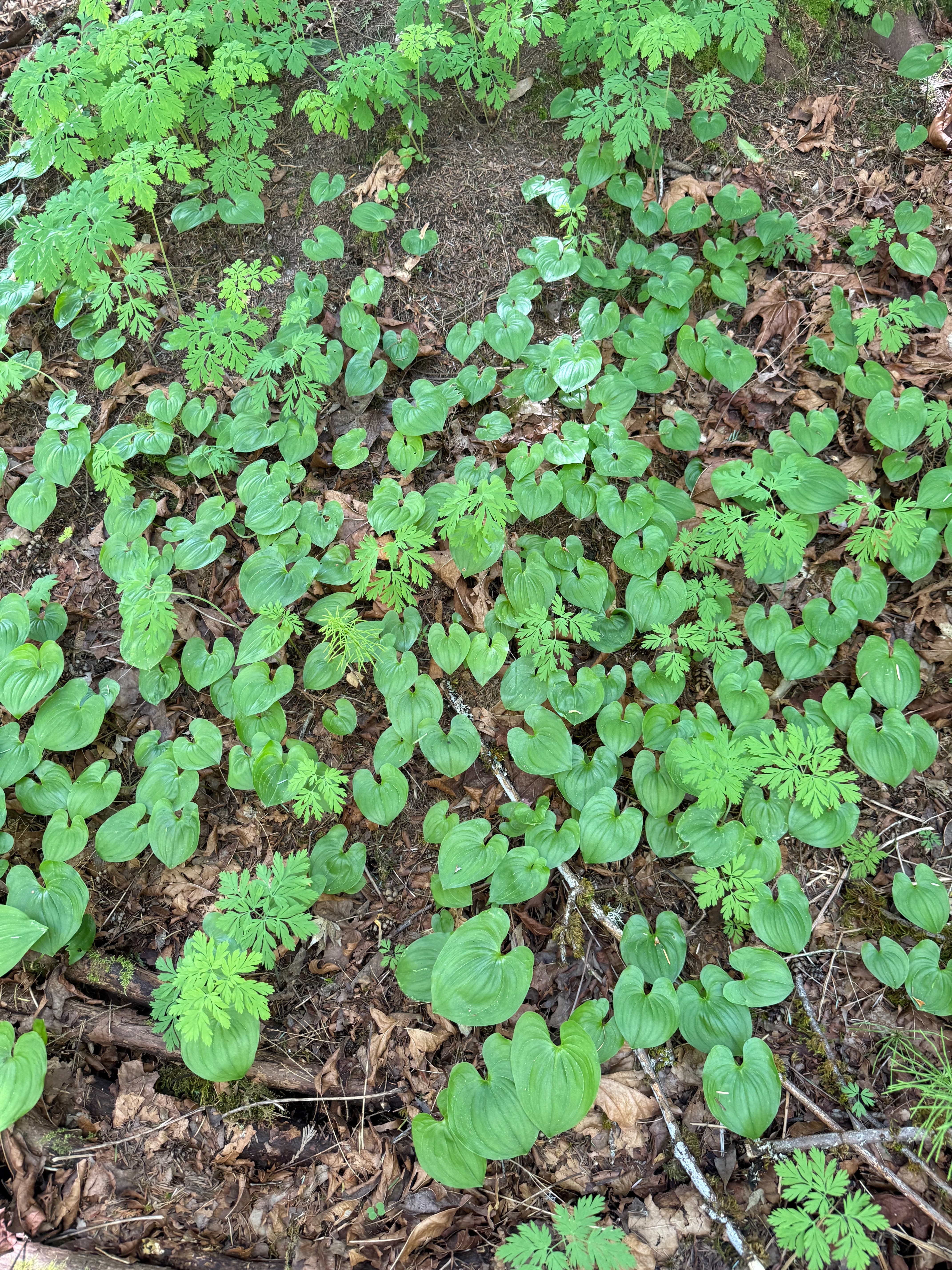 False Lily-of-the-Valley new leaves observed 2026-04-25
