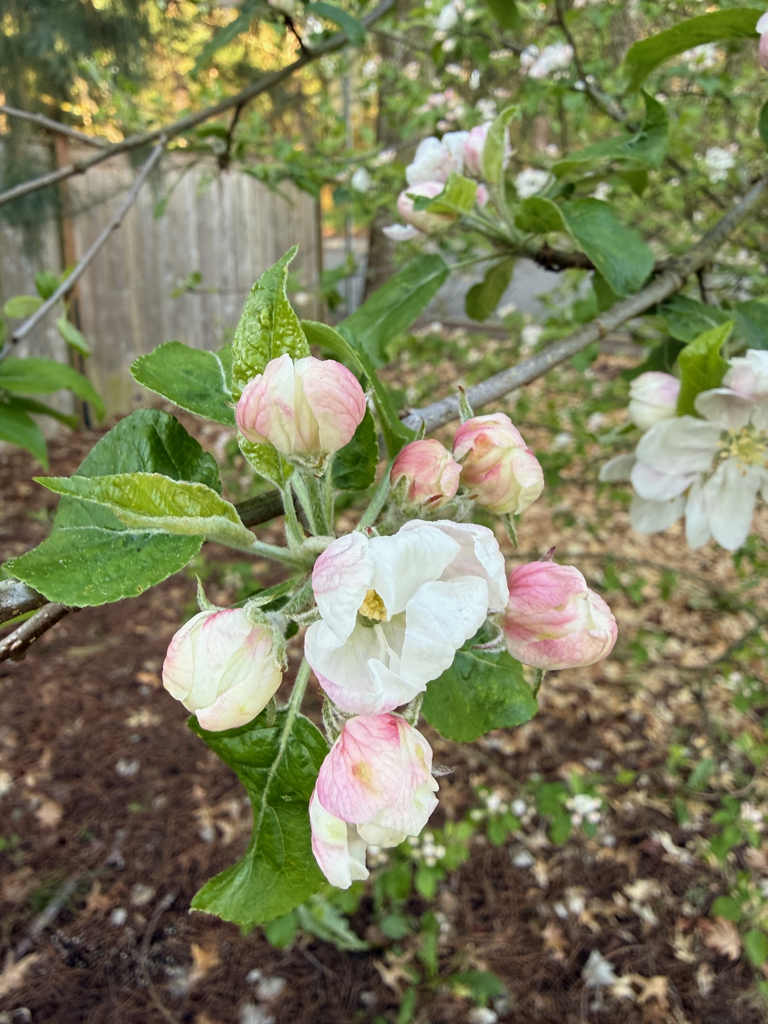 Apple blooming observed 2026-04-24