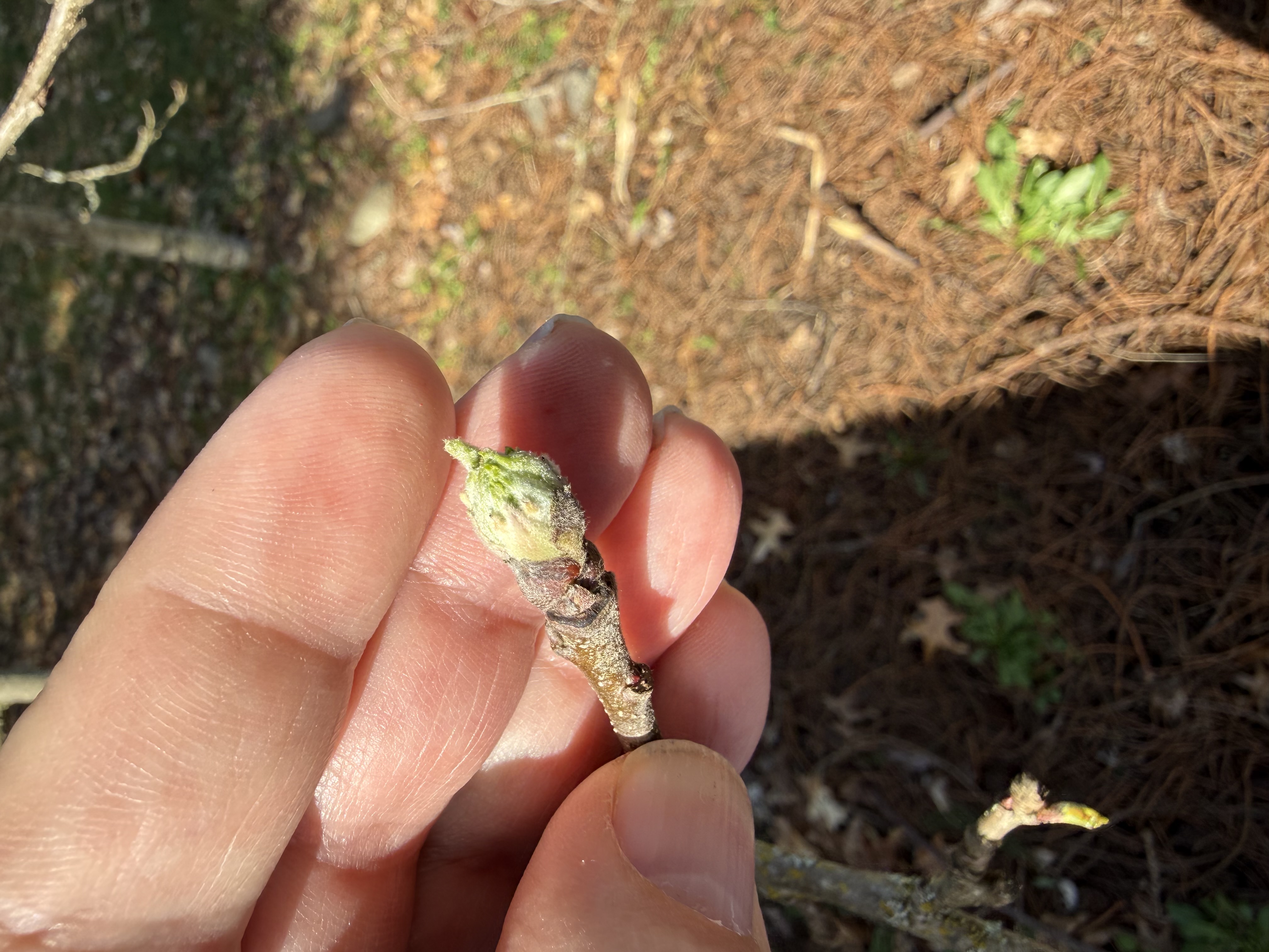 bud swell observed 2026-03-22