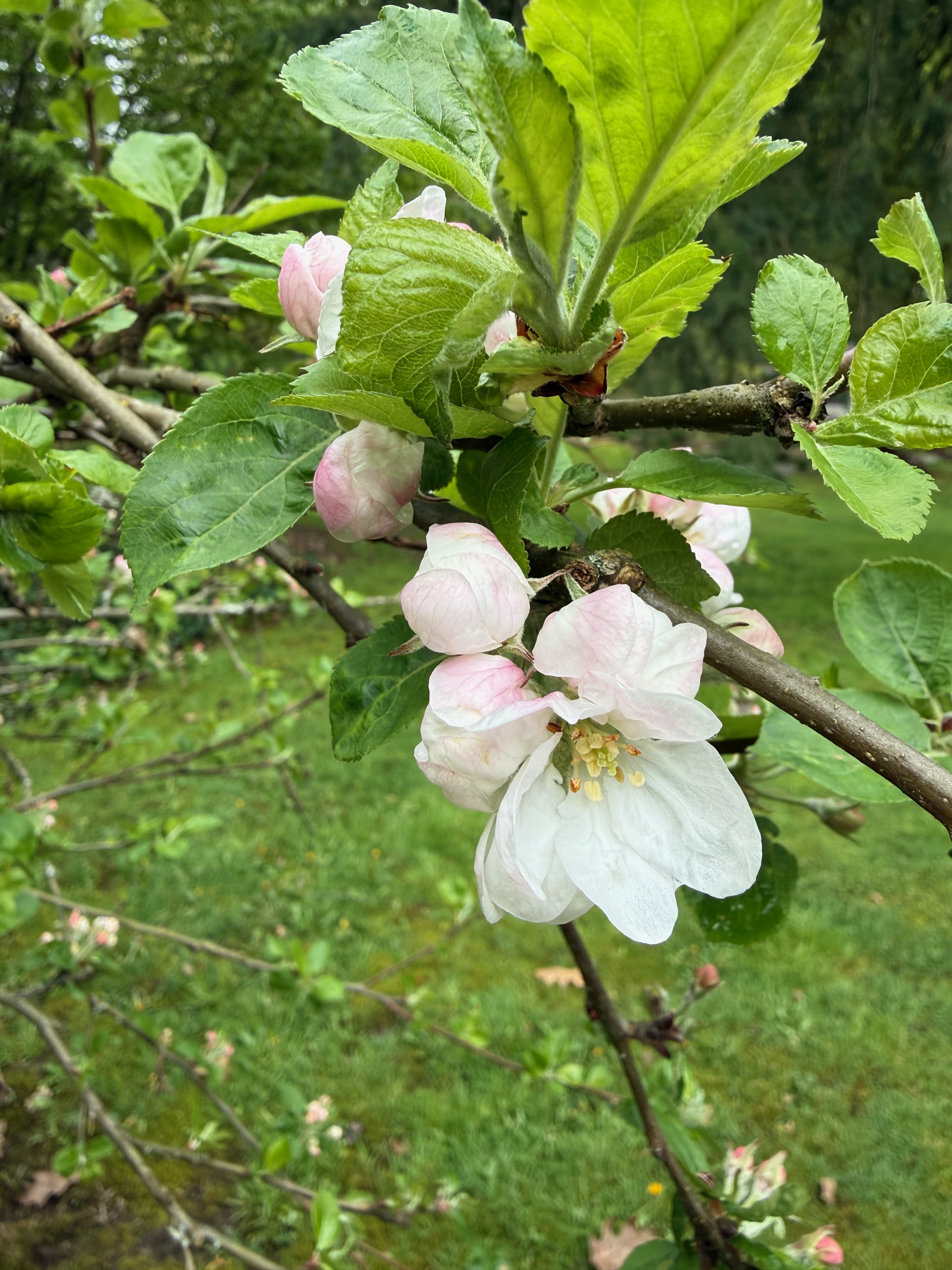 Apple flower observed 2026-04-23