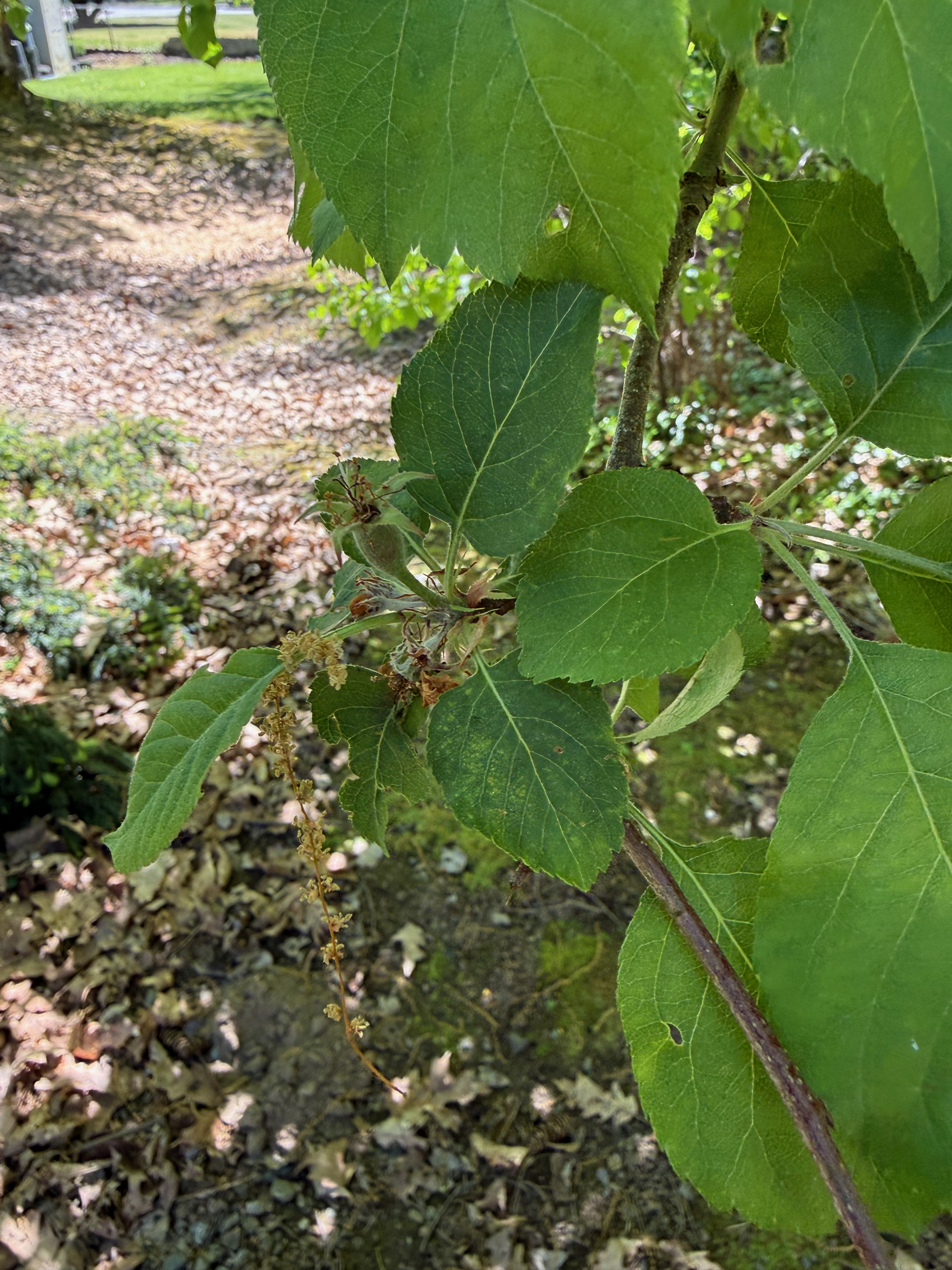 Apple fruit initial development observed 2026-05-11