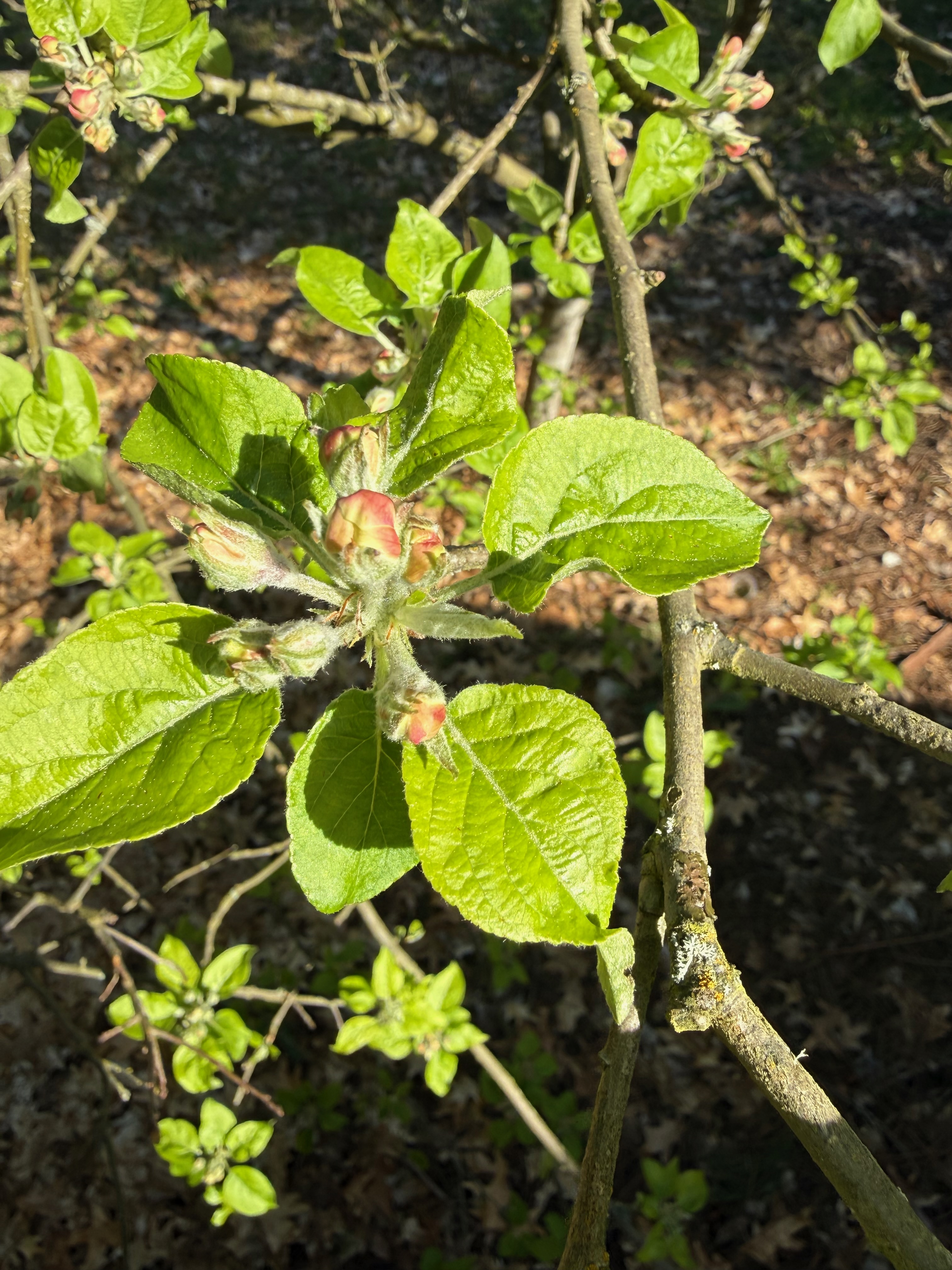 Apple pink bud