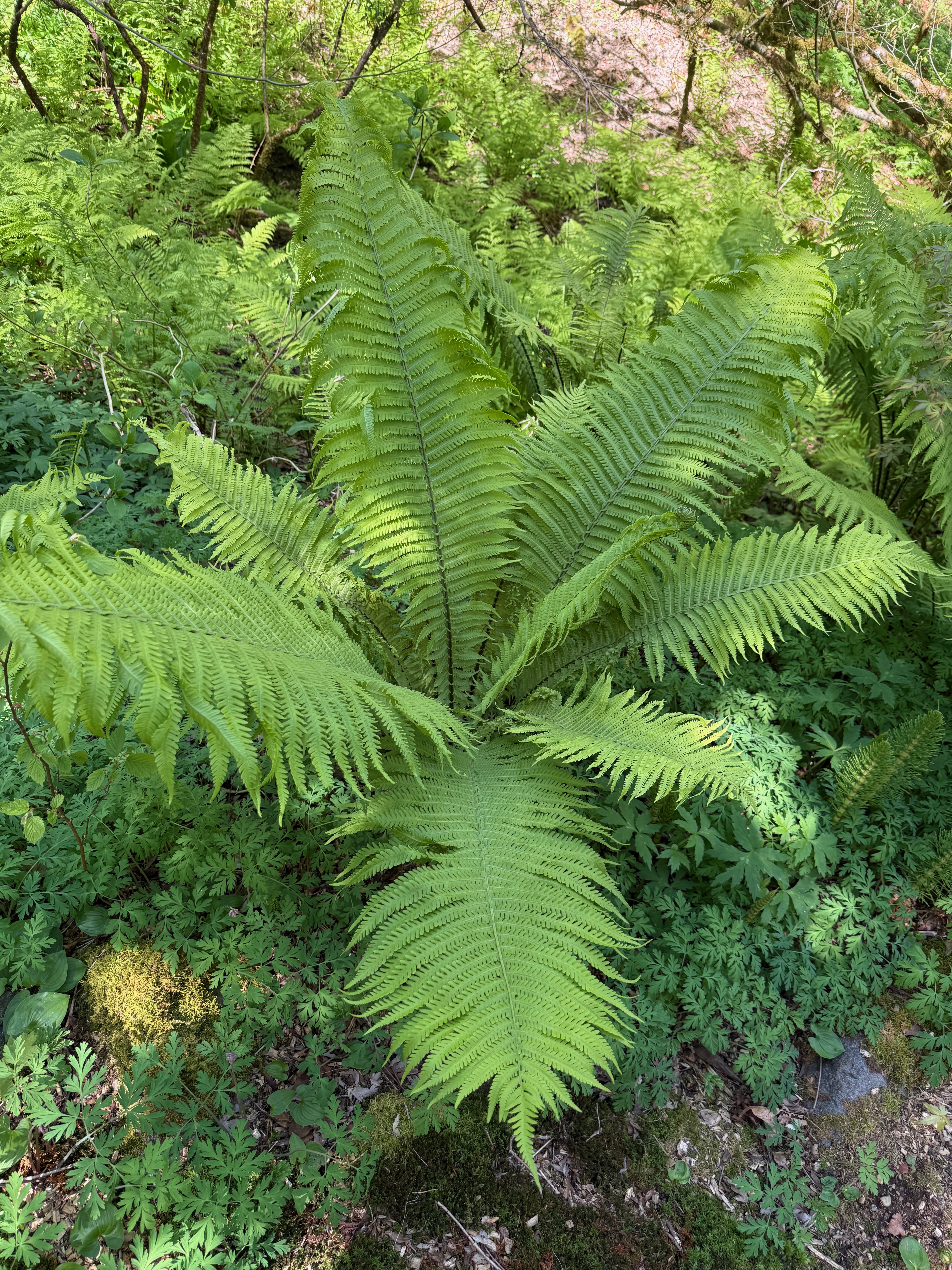 Ostrich Fern new fronds observed 2026-04-25