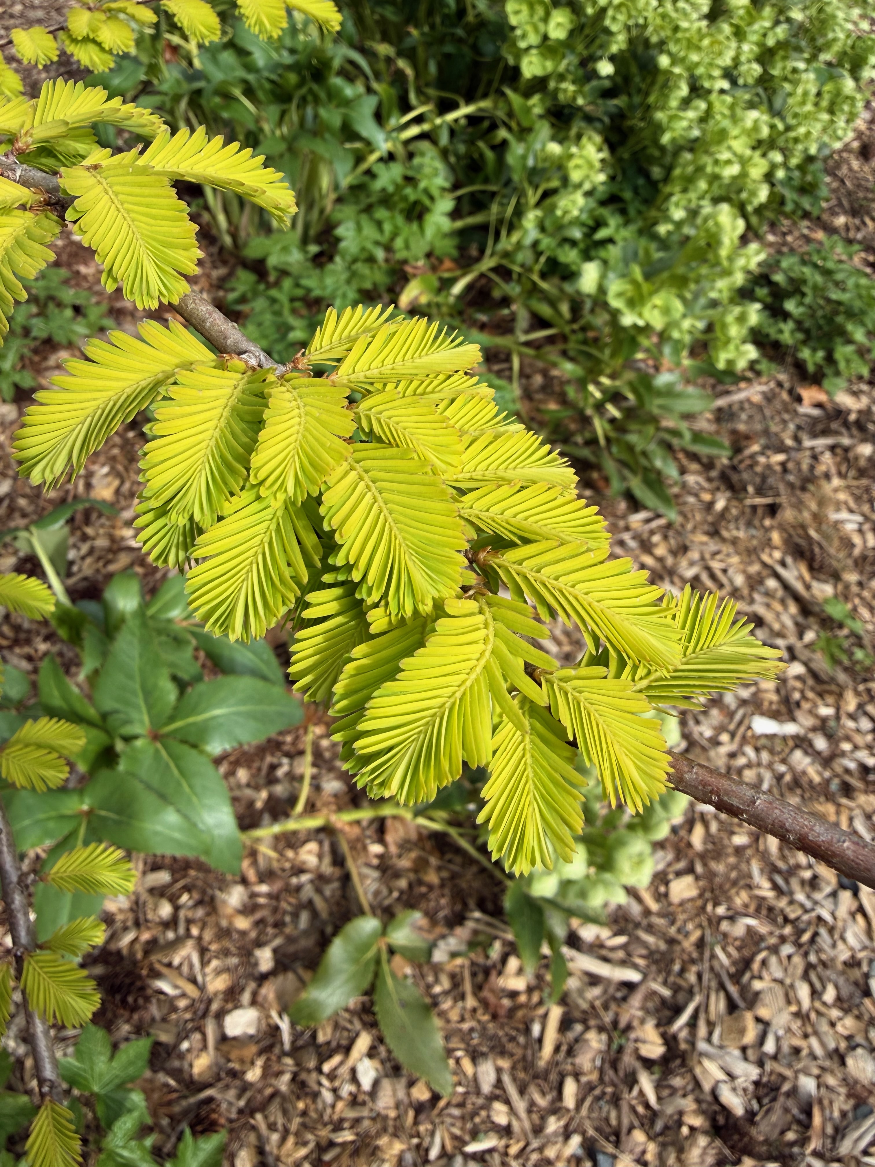 Dawn Redwood