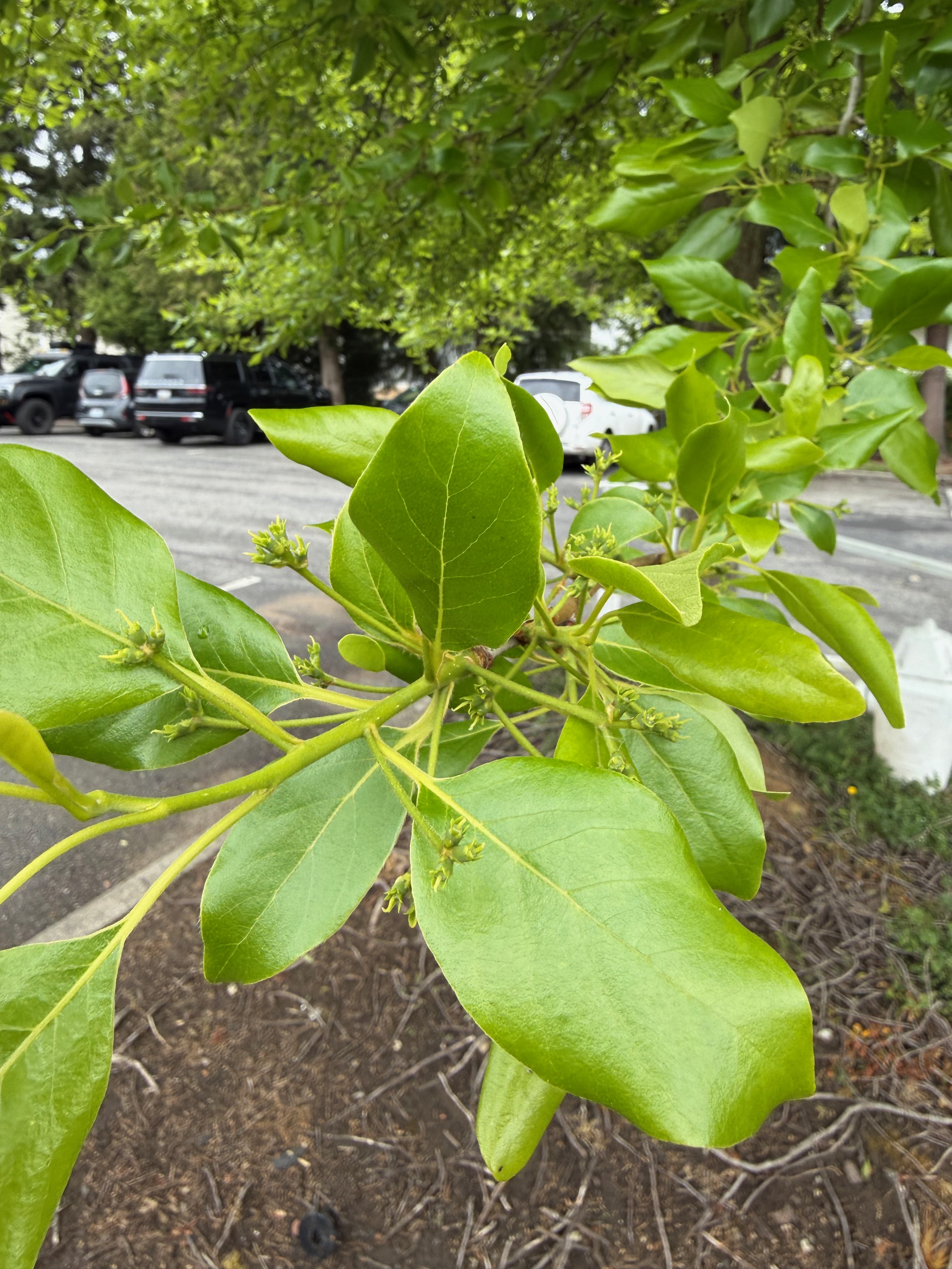 Black Tupelo fruit development observed 2026-05-17
