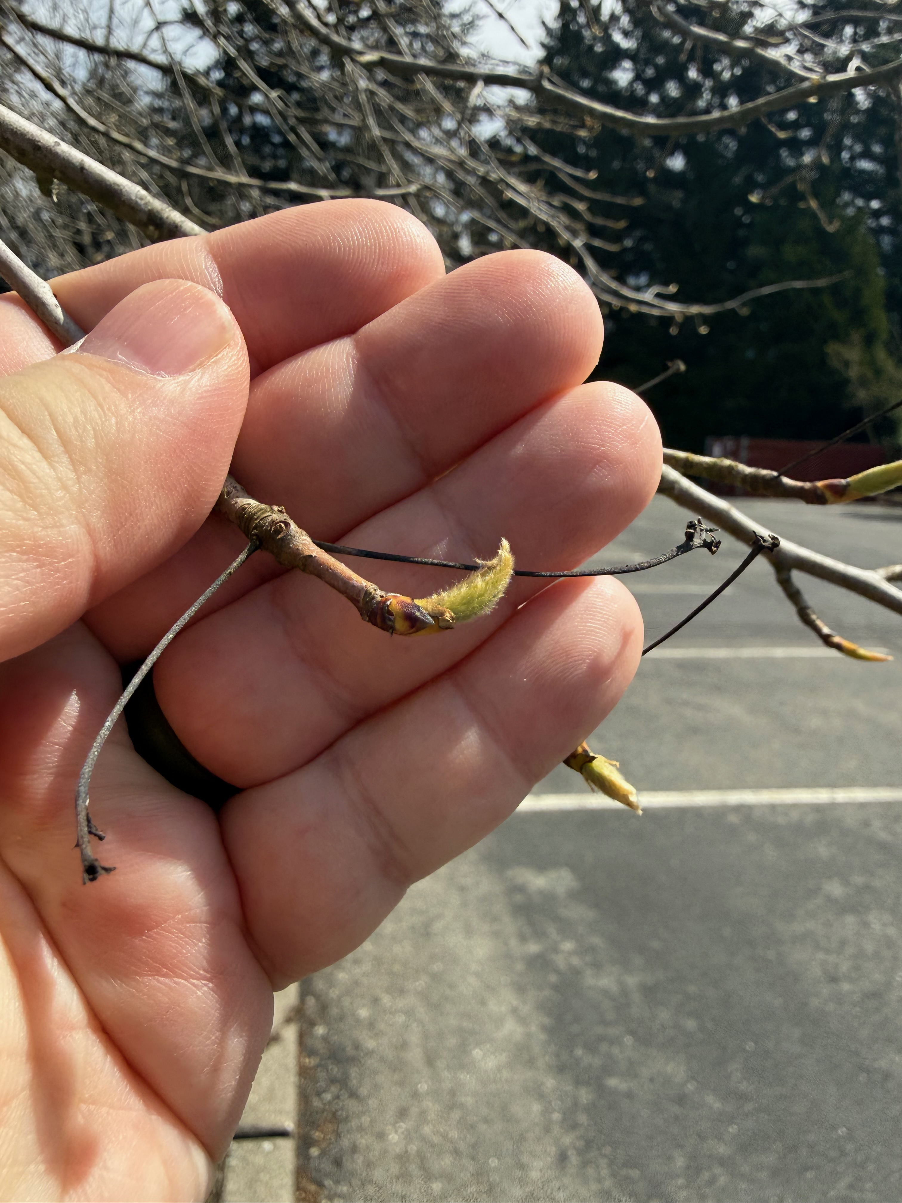 Black Tupelo leaf emergence