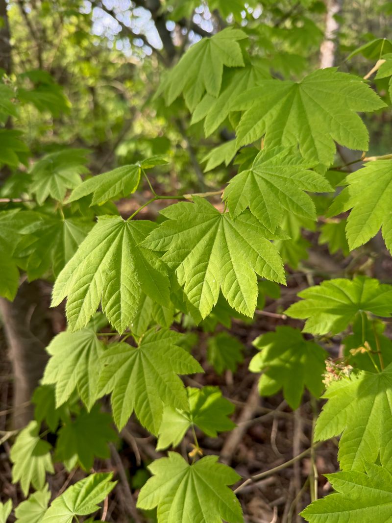 Vine Maple full leaf