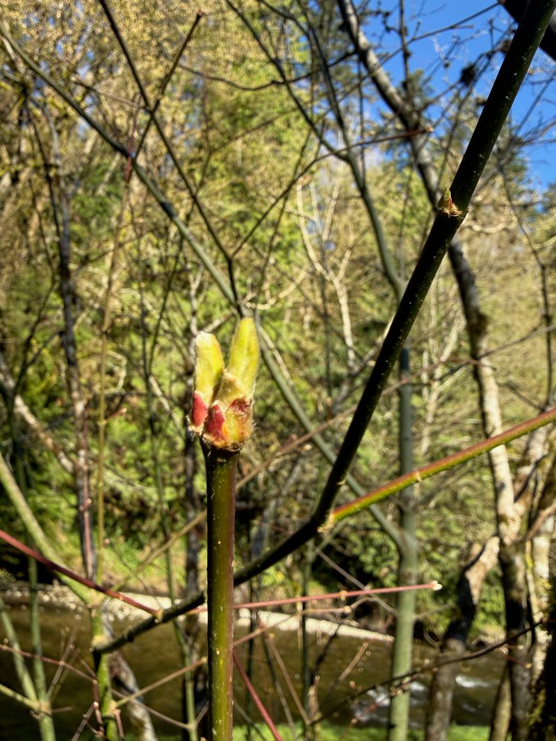 Vine Maple leaf emerging