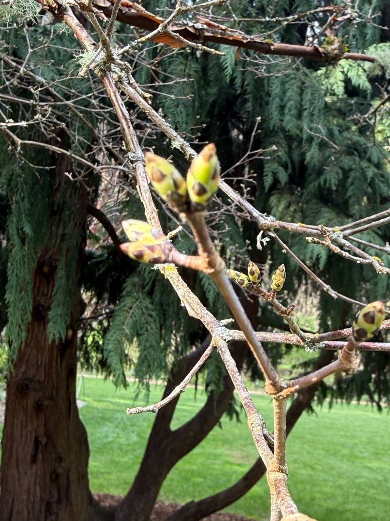 Paperbark Maple bud swell