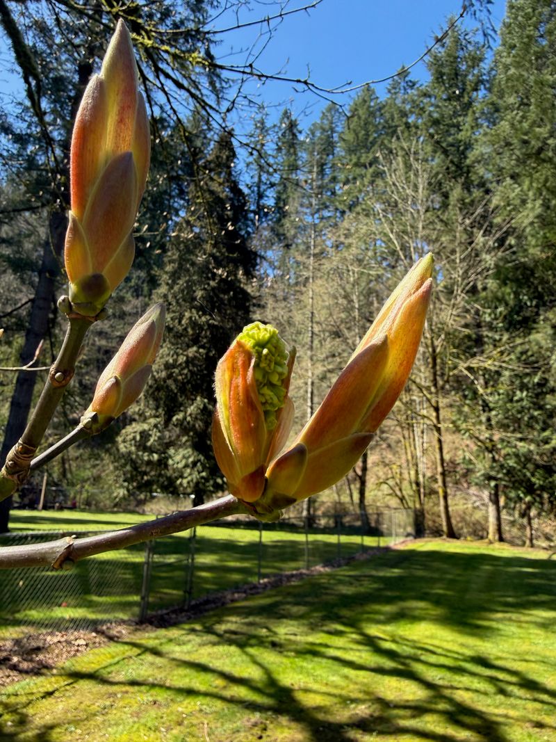 Bigleaf Maple bud break