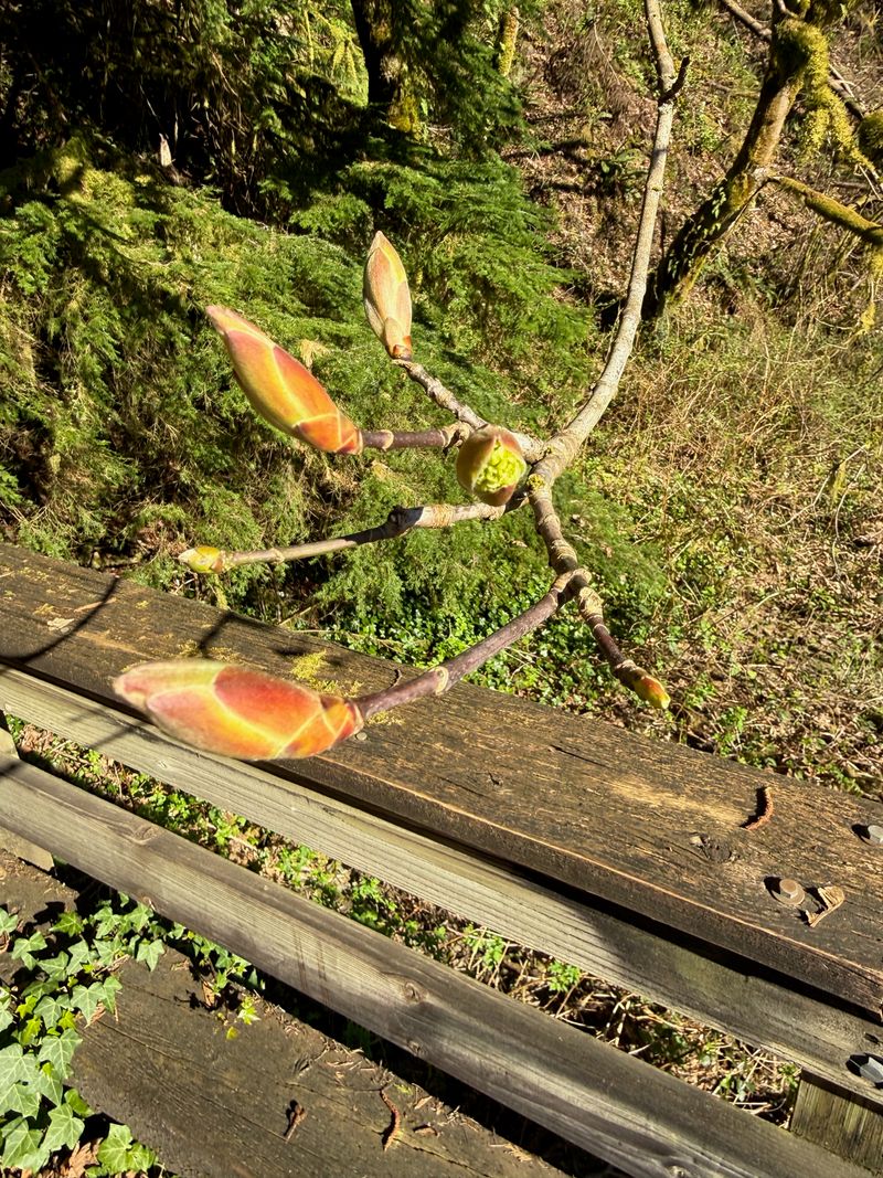 Bigleaf Maple flower bud opening