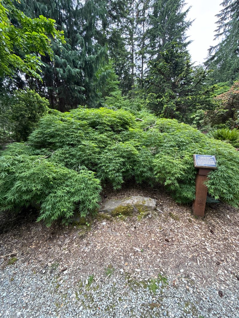 Japanese Maple 'Viridis' full leaf