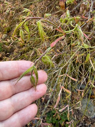 Acer palmatum var. dissectum 'Crimson Queen' – leaf emerging