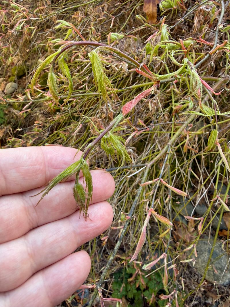 Japanese Maple 'Crimson Queen' leaf emerging