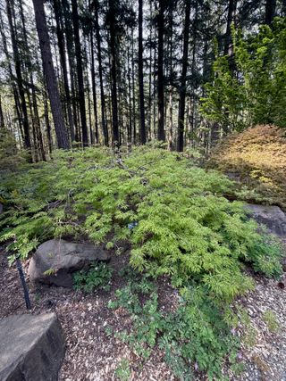 Acer palmatum 'Green Cascade' – new leaves