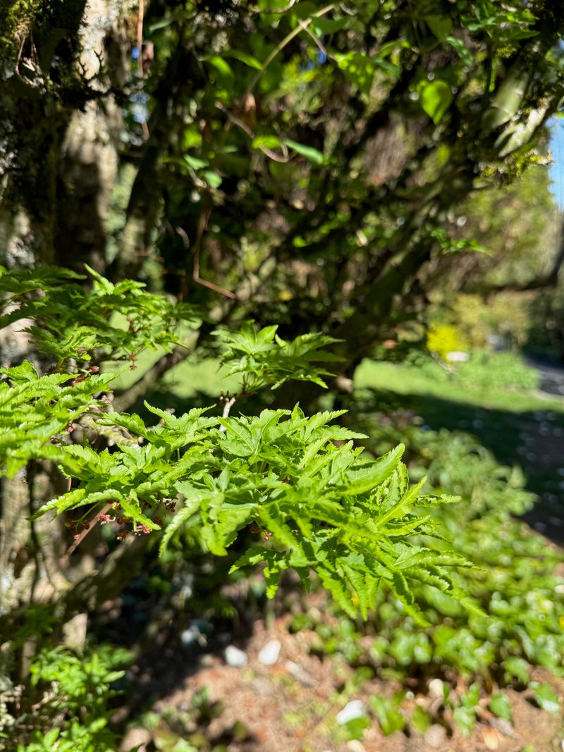 Japanese Maple 'Shishigashira' new leaves