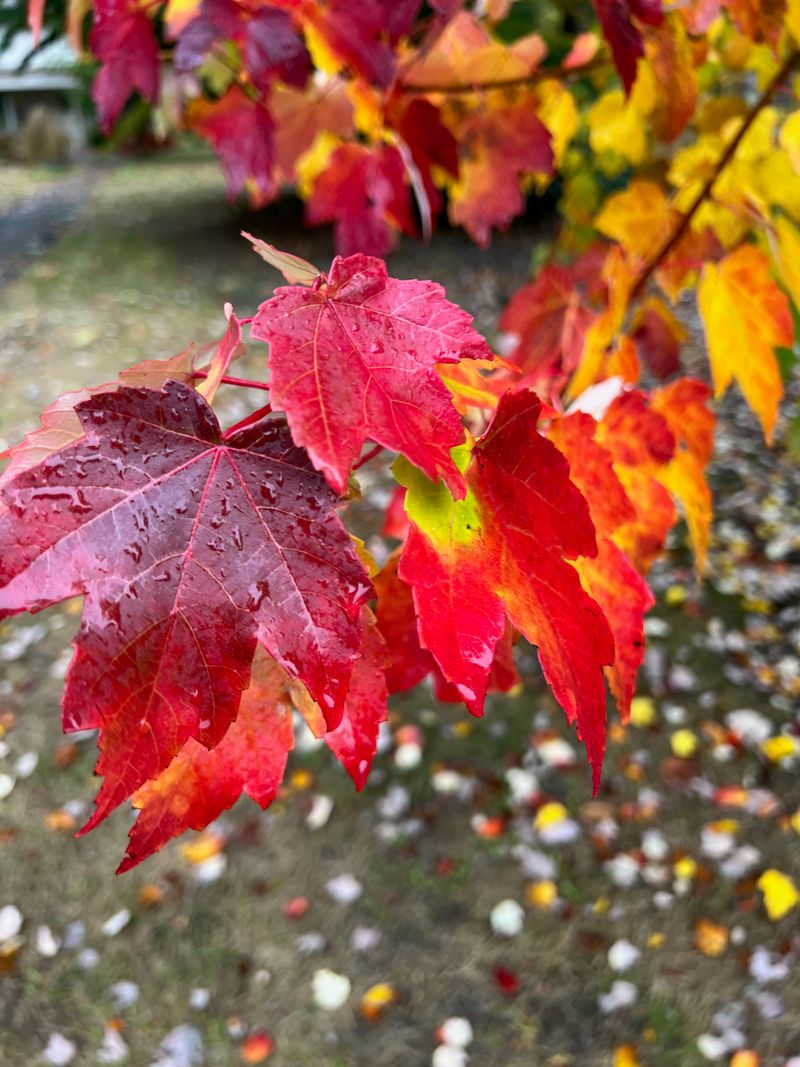 Red Maple fall color
