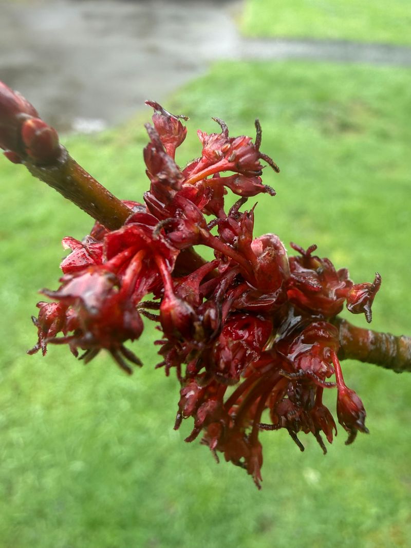 Red Maple first bloom
