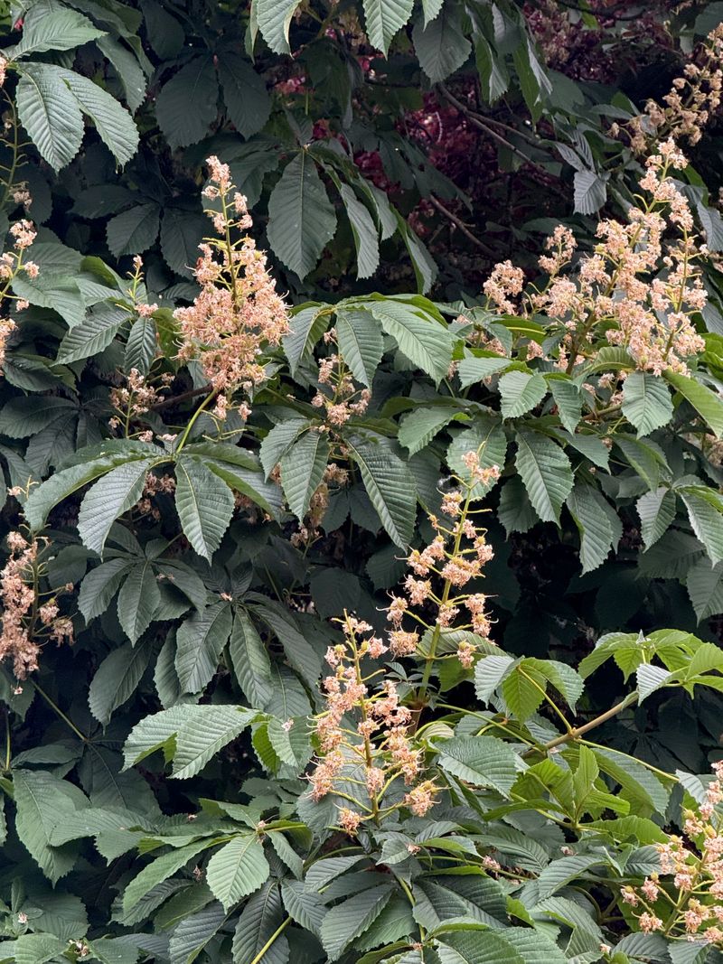 Horse Chestnut end of flowering