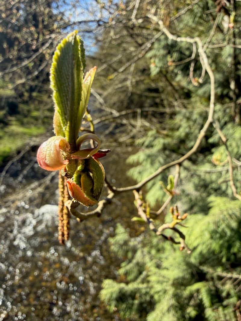 Red Alder leaf emerging + mature catkins