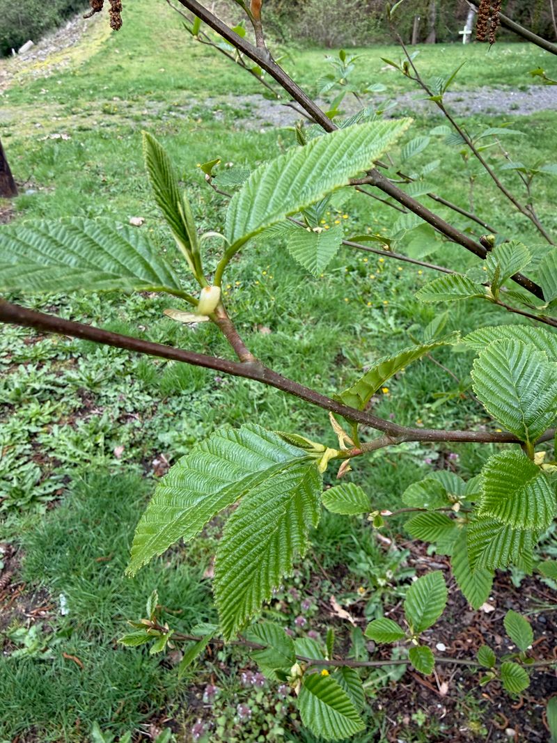 Red Alder new leaves