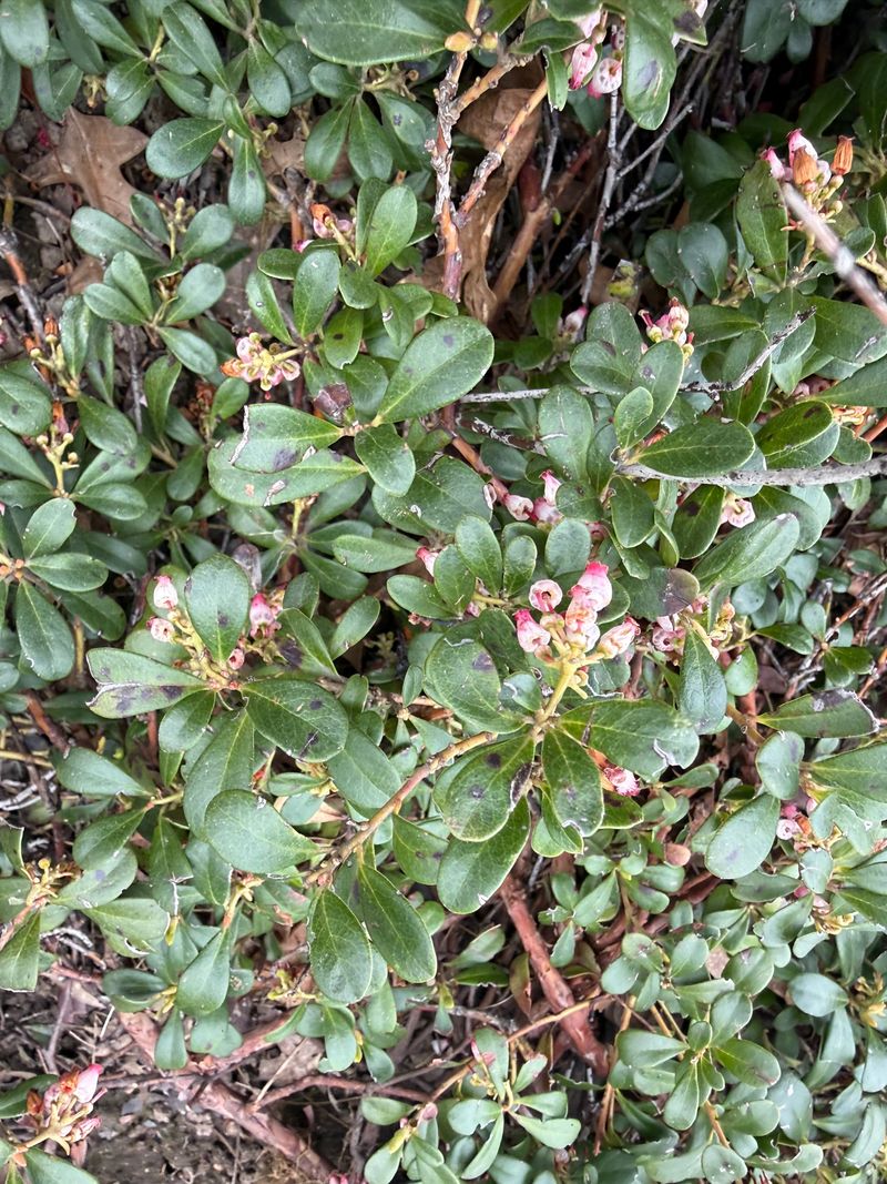 Kinnikinnick bloom