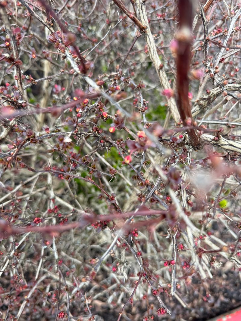 Japanese Barberry 'Crimson Pygmy' leaf emergence + flower buds