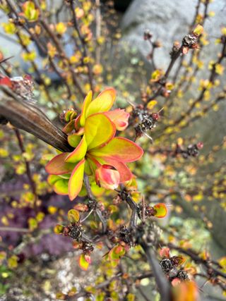 Berberis thunbergii 'Golden Ruby' – leaf emergence + flower bud