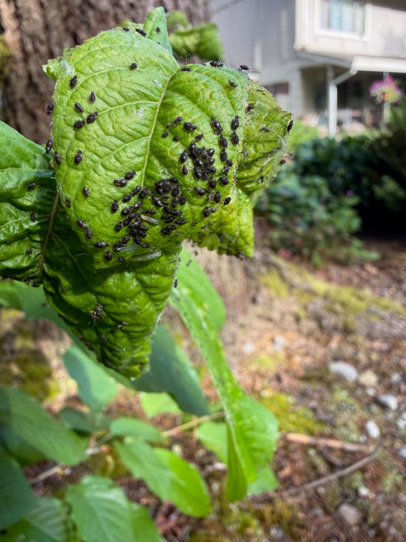 Black Cherry Aphid colony on cherry