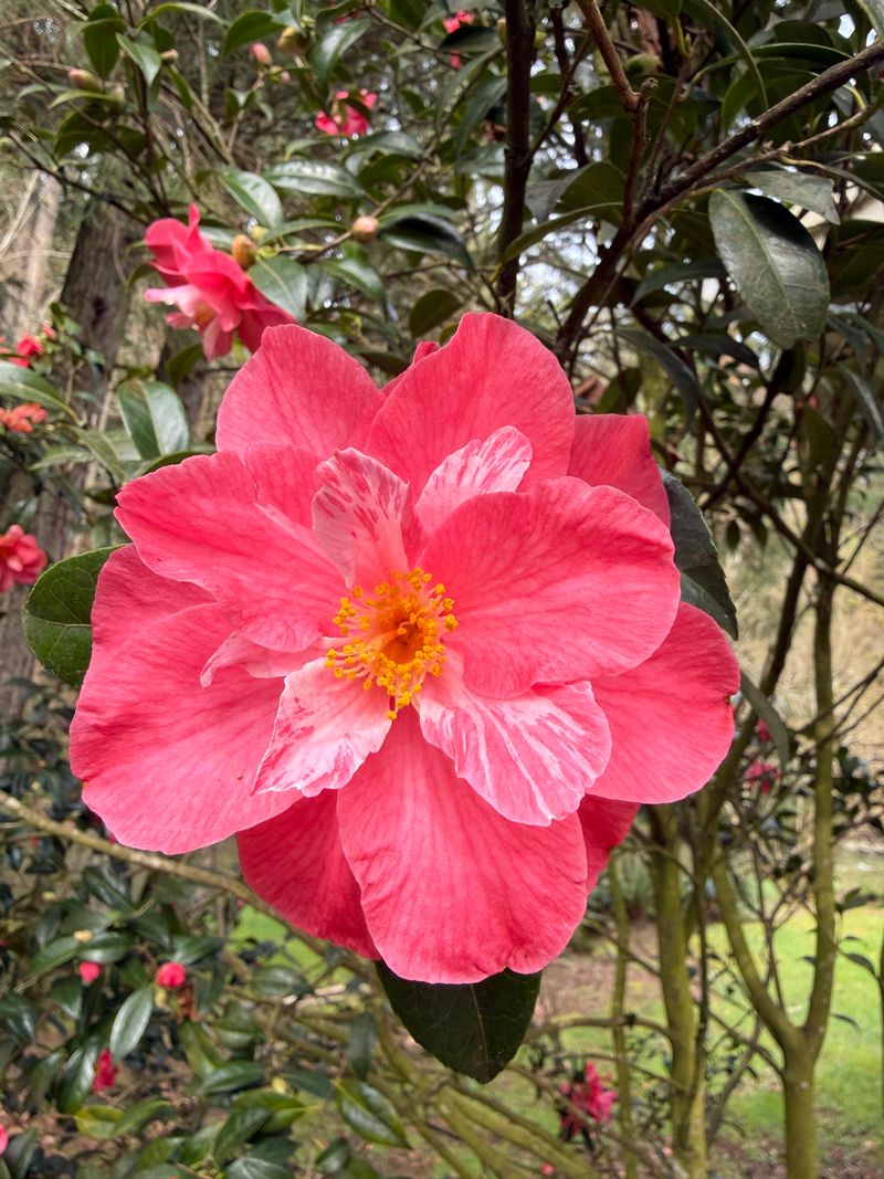 Japanese Camellia full bloom