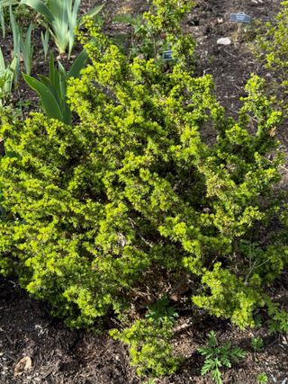 Cedrus brevifolia 'Kenwith' – new growth