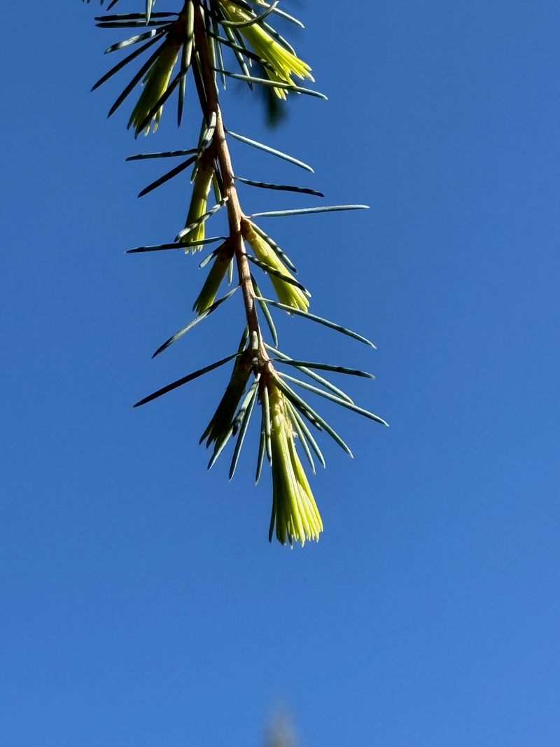 Deodar Cedar new growth flush