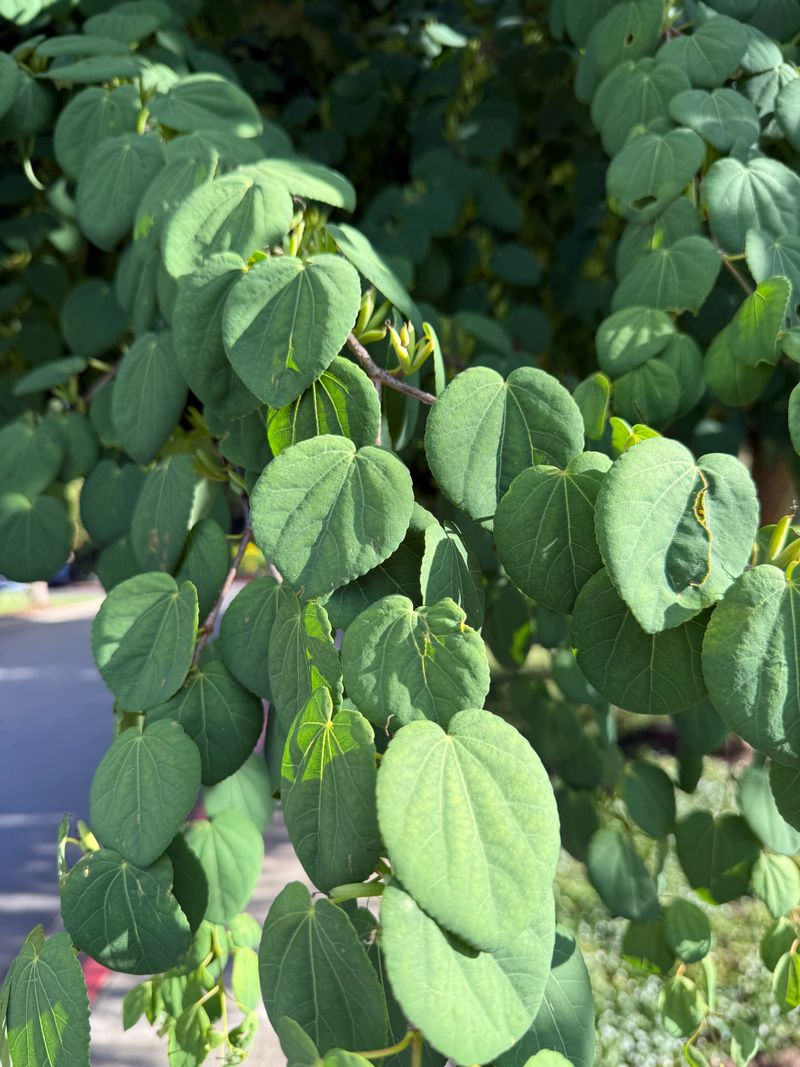 Katsura Tree fruit development