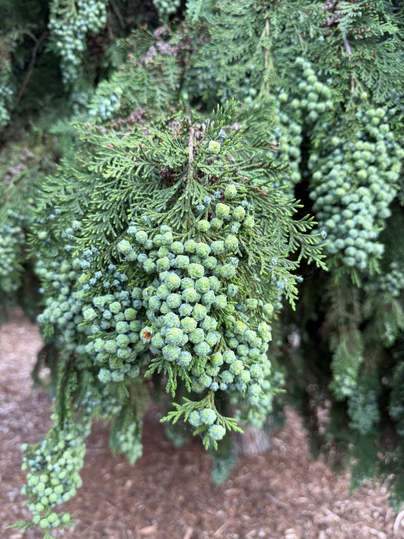 Lawson's Cypress 's Cypress (*Chamaecyparis lawsoniana*' cone development
